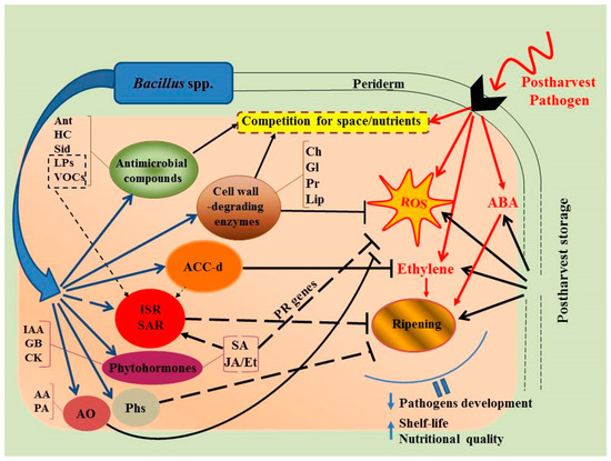 Plants Free Full Text Bacillus Spp Efficient Biotic Strategy To Control Postharvest Diseases Of Fruits And Vegetables Html