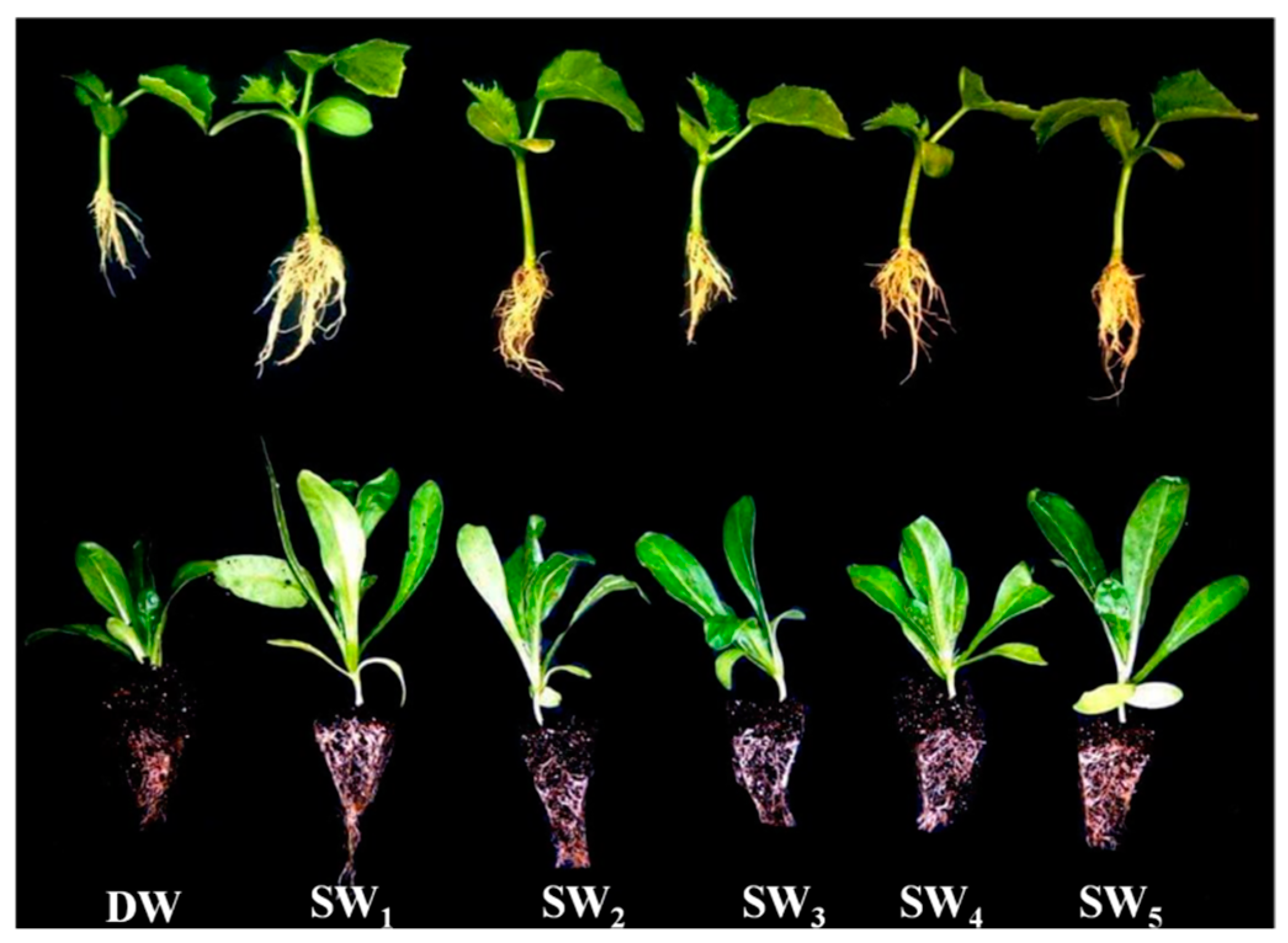 Plants 08 00104 g006