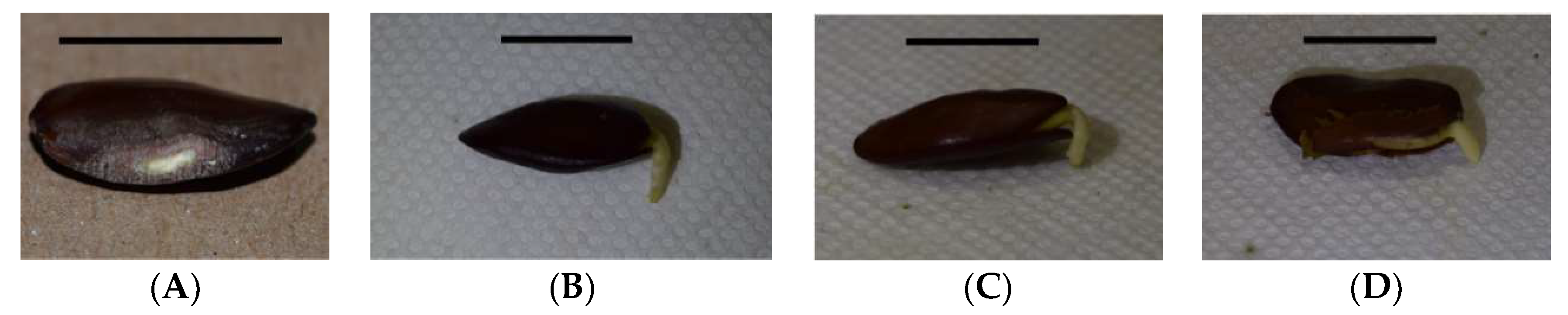 Plants 08 00107 g001 550