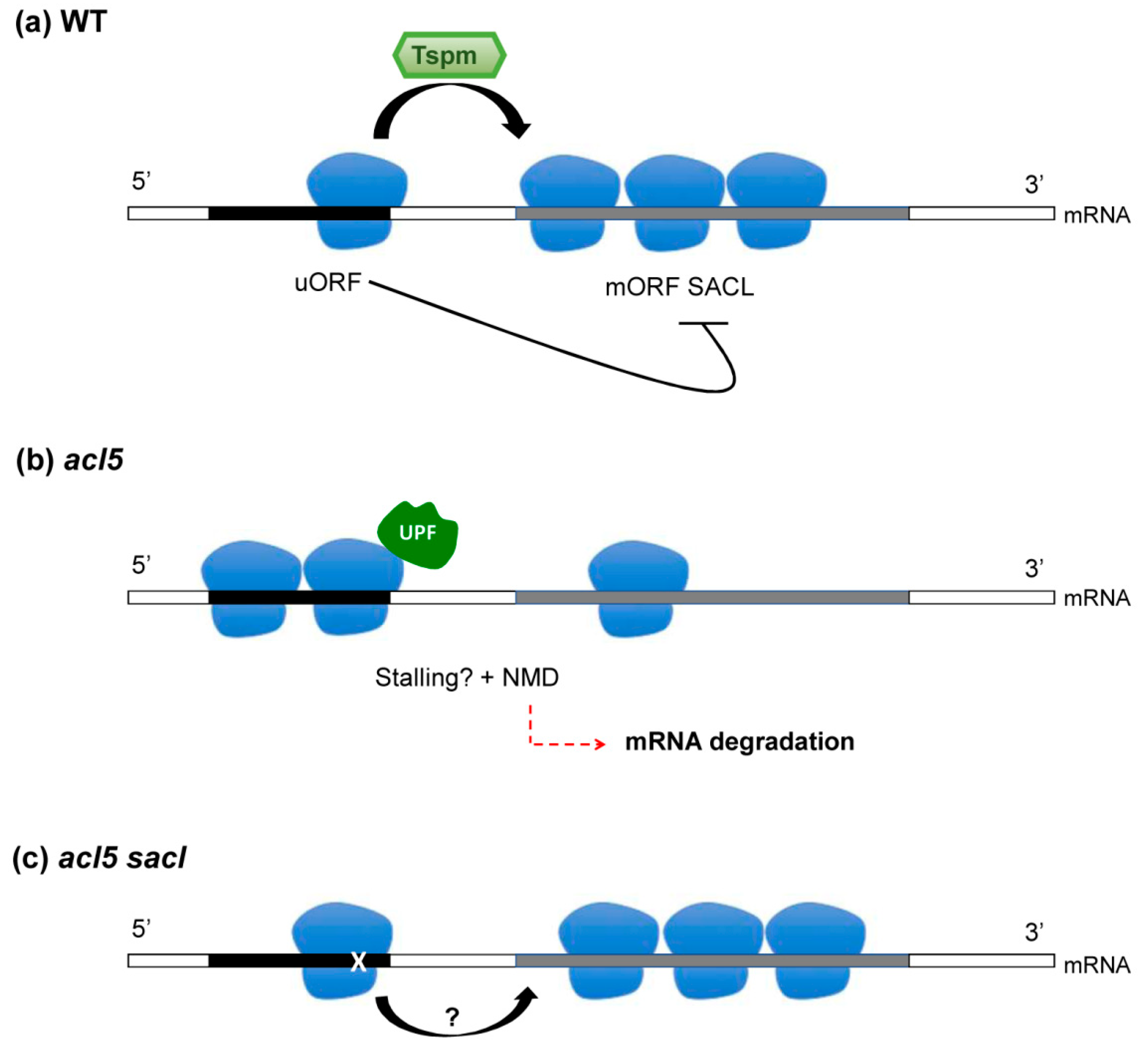 Plants 08 00109 g002