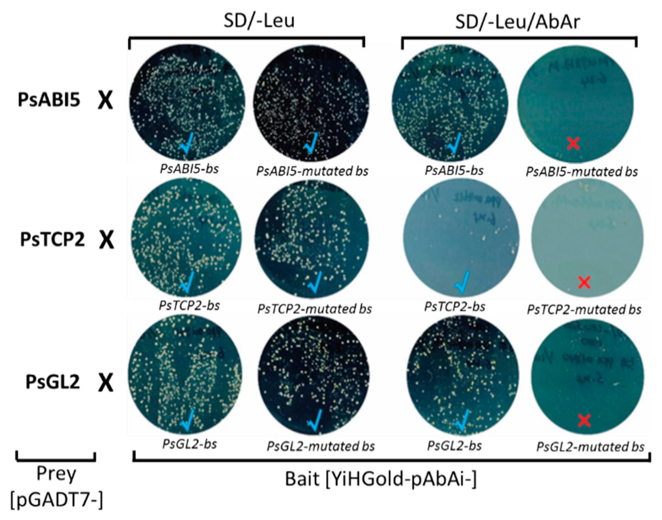 Plants 08 00117 g003