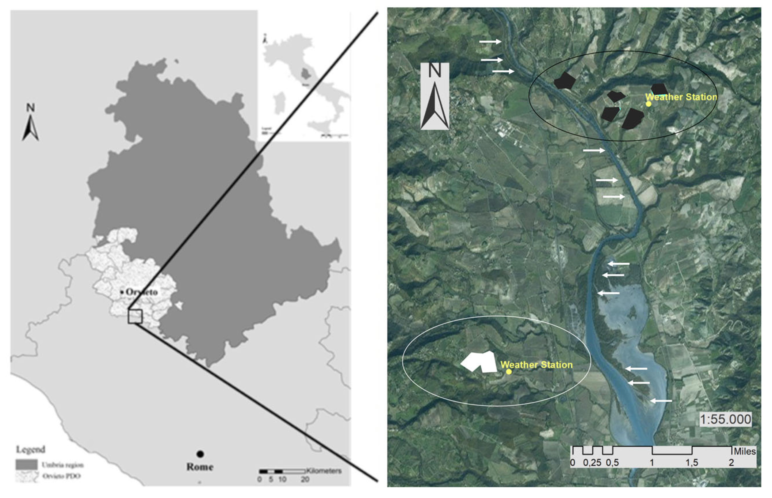 Plants 08 00121 g001 550