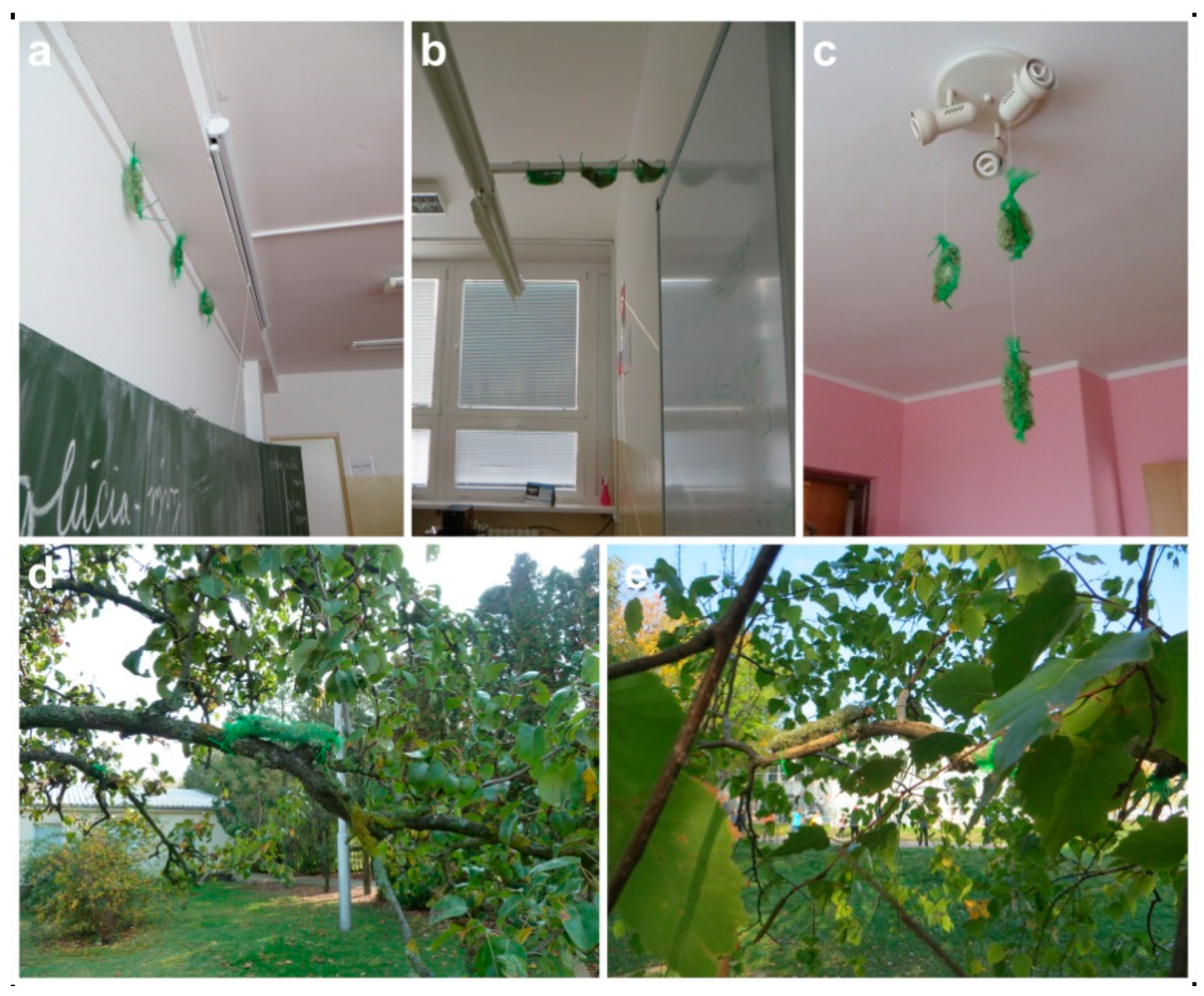 Plants 08 00125 g002 550