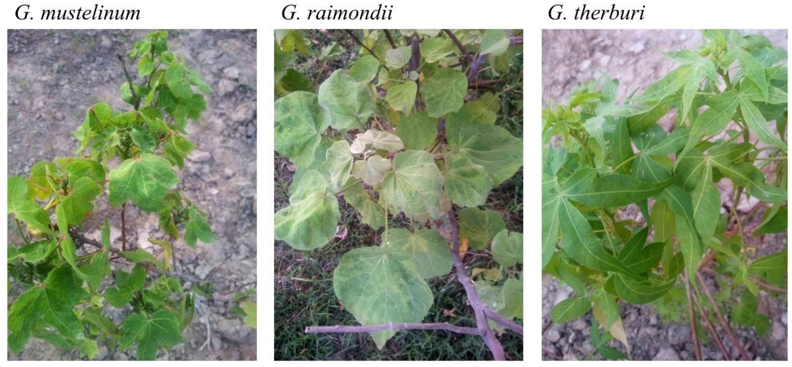 Plants 08 00127 g001 550