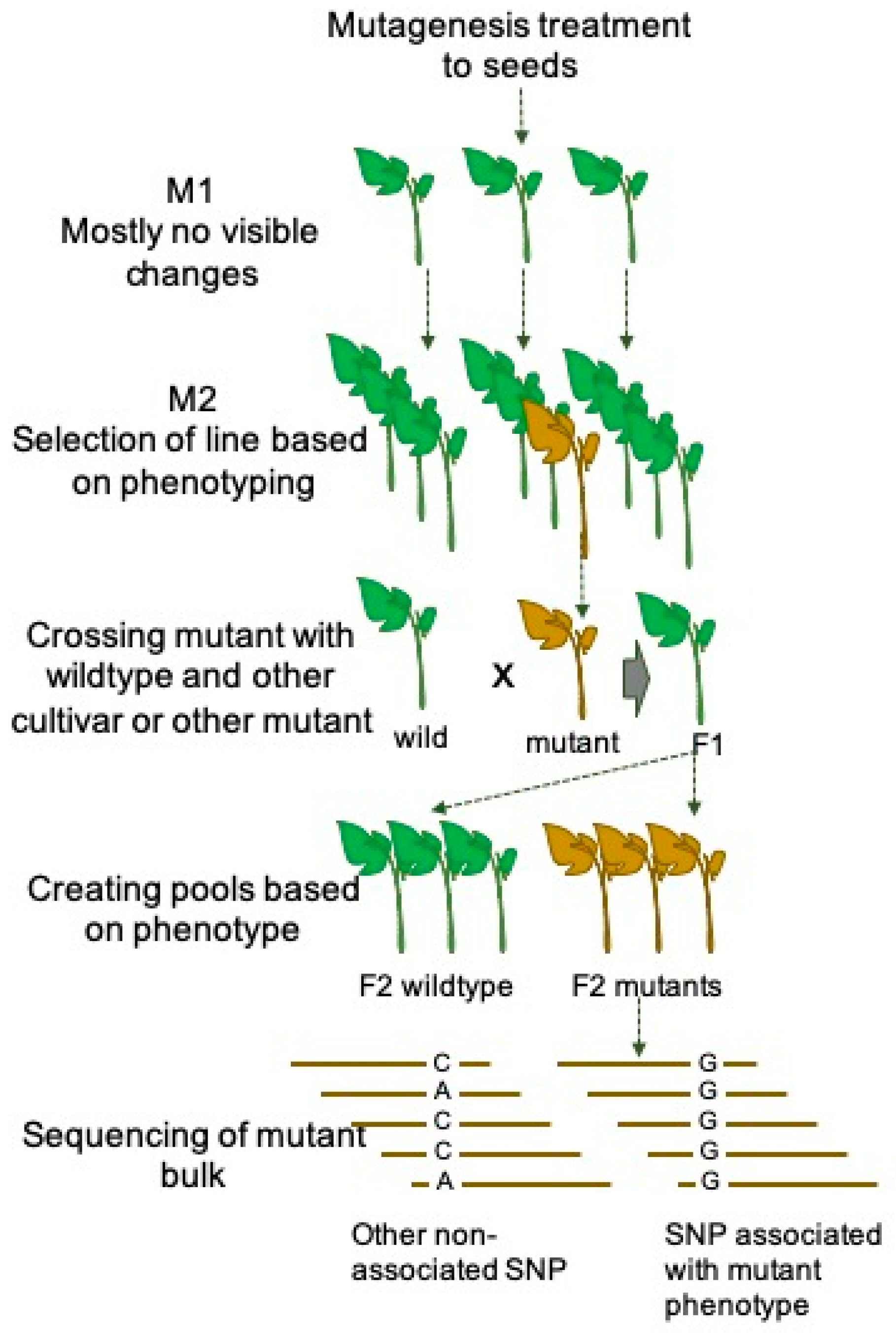Mutations in plants