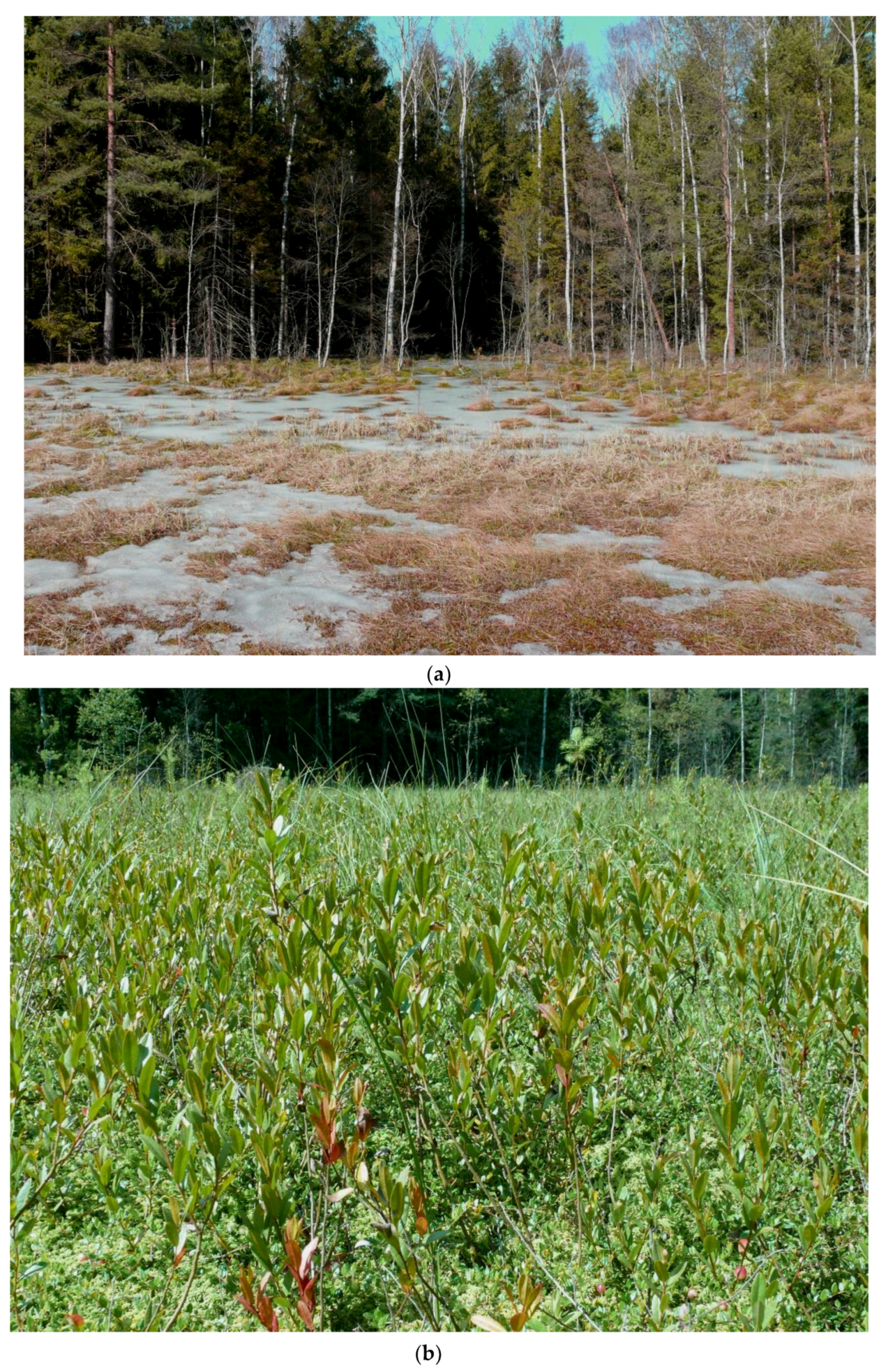 Plants 08 00129 g004