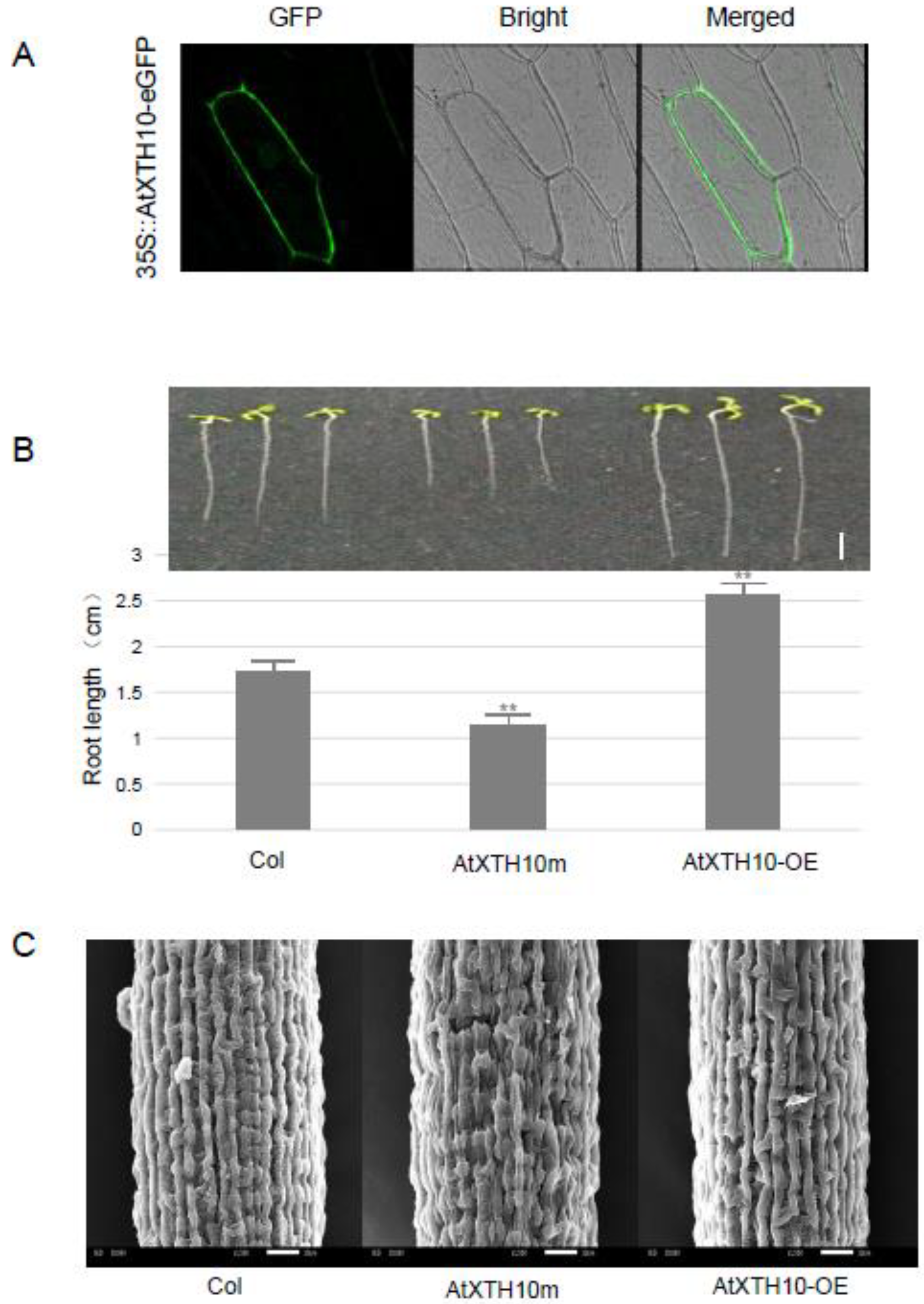Plants 08 00130 g003