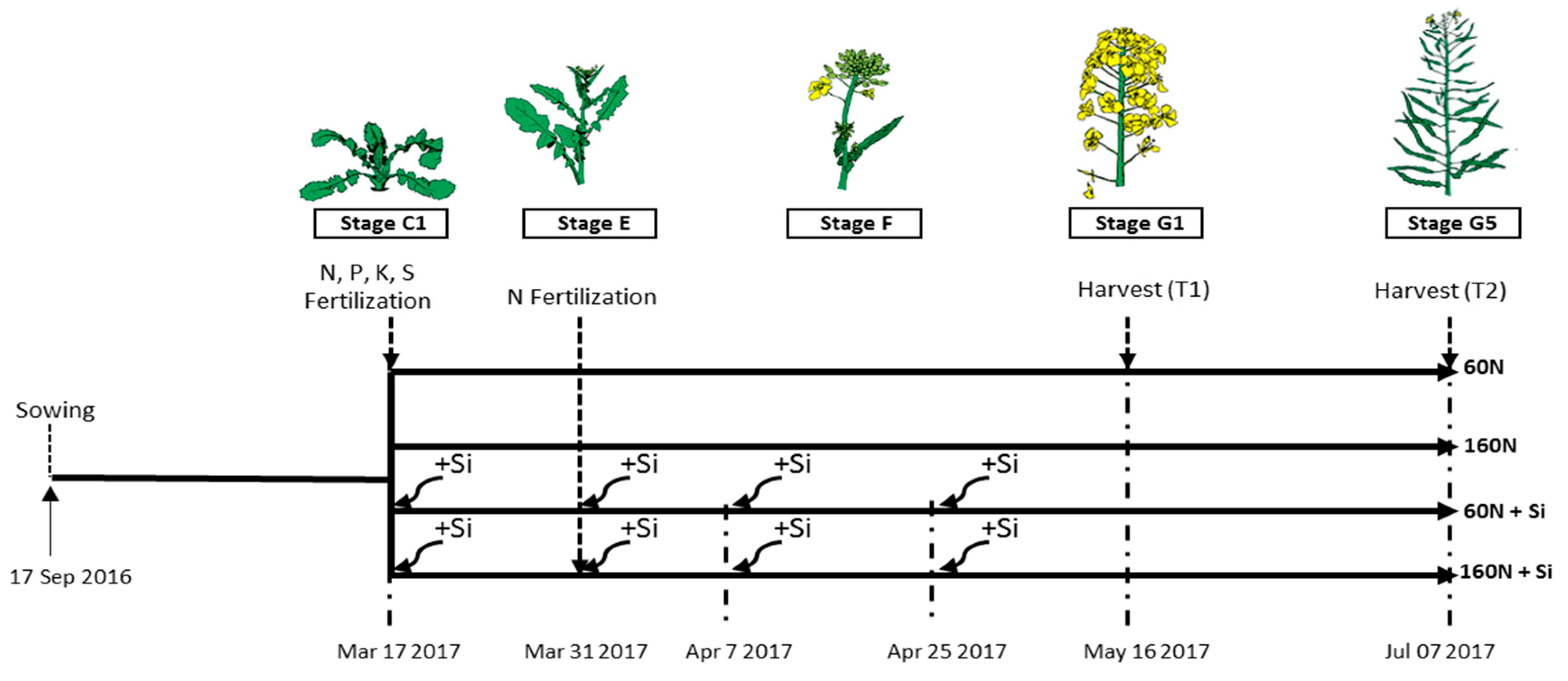 Plants 08 00137 g001
