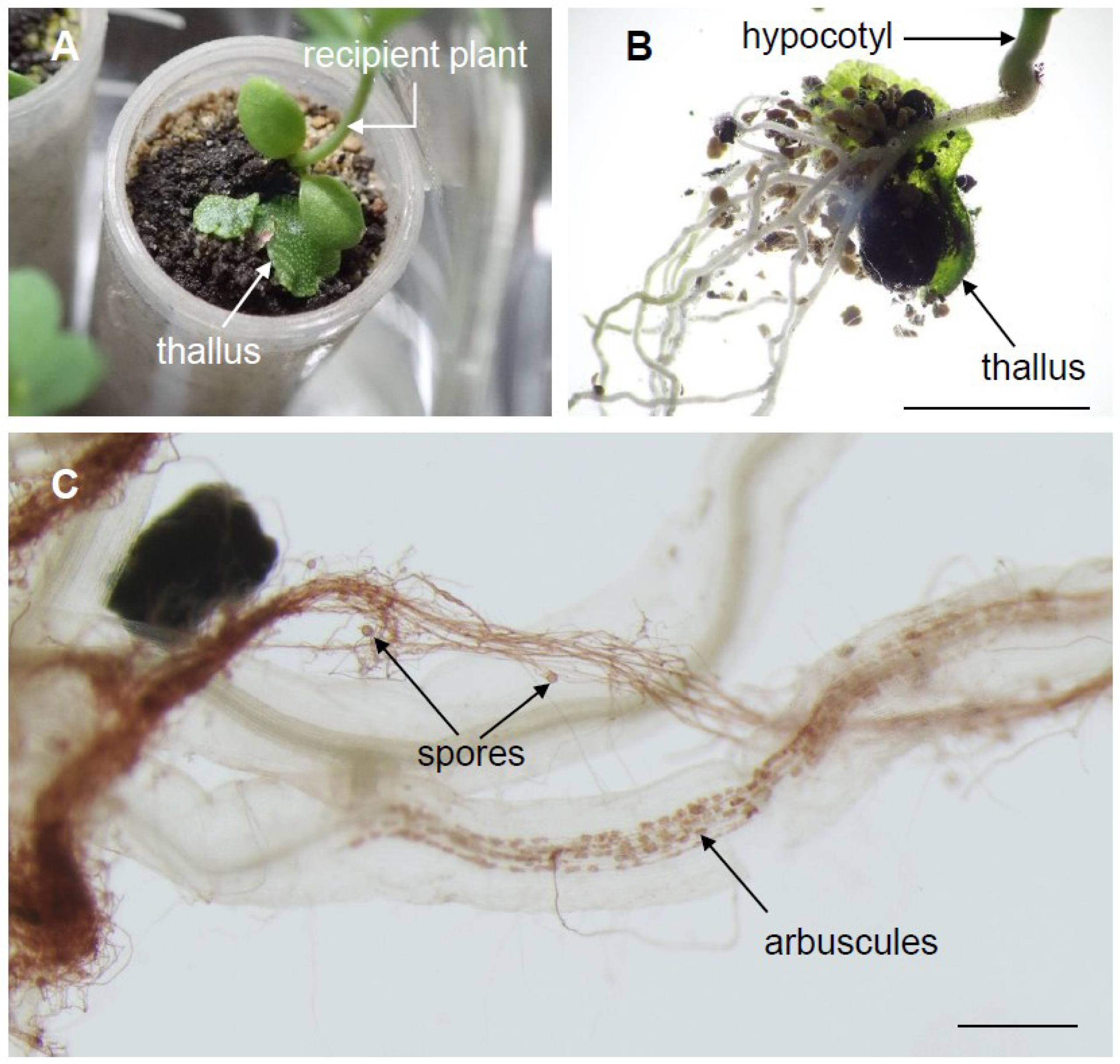 Plants 08 00142 g004