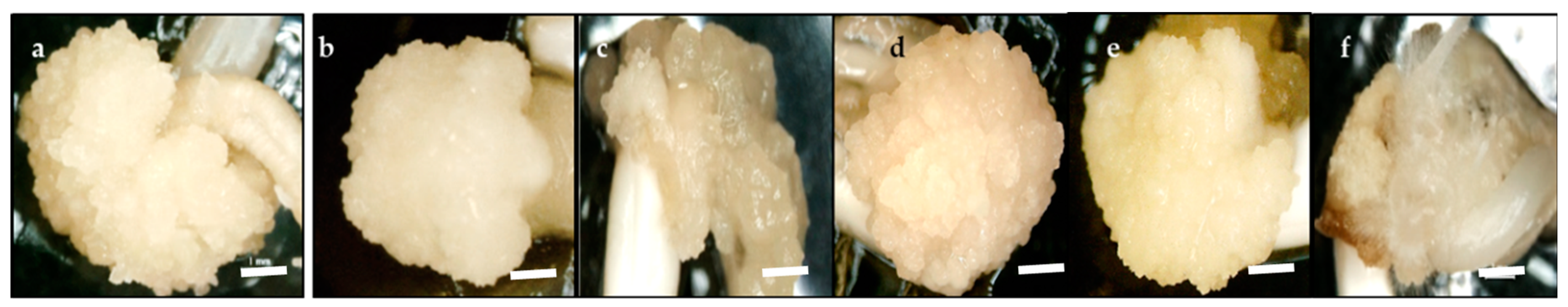 Plants 08 00144 g001