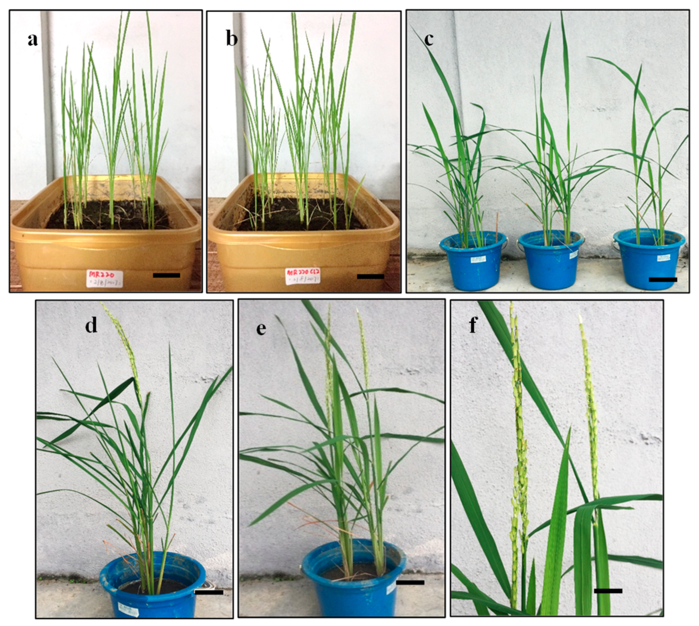 Plants 08 00144 g010