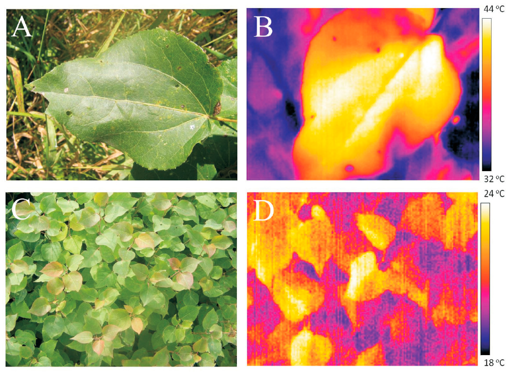 Plants 08 00145 g002