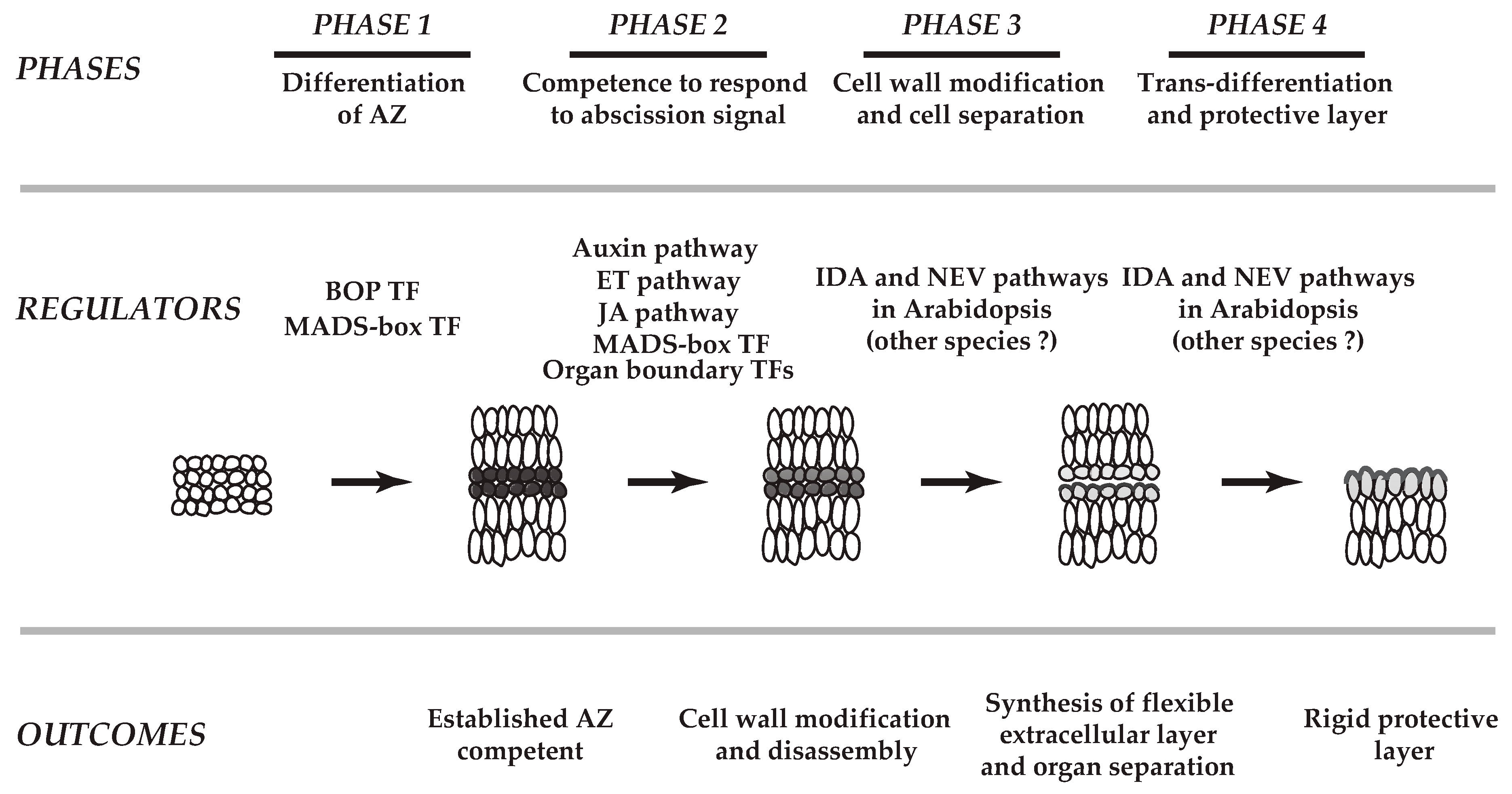 Plants Free Full Text Transcriptional Regulation Of Abscission