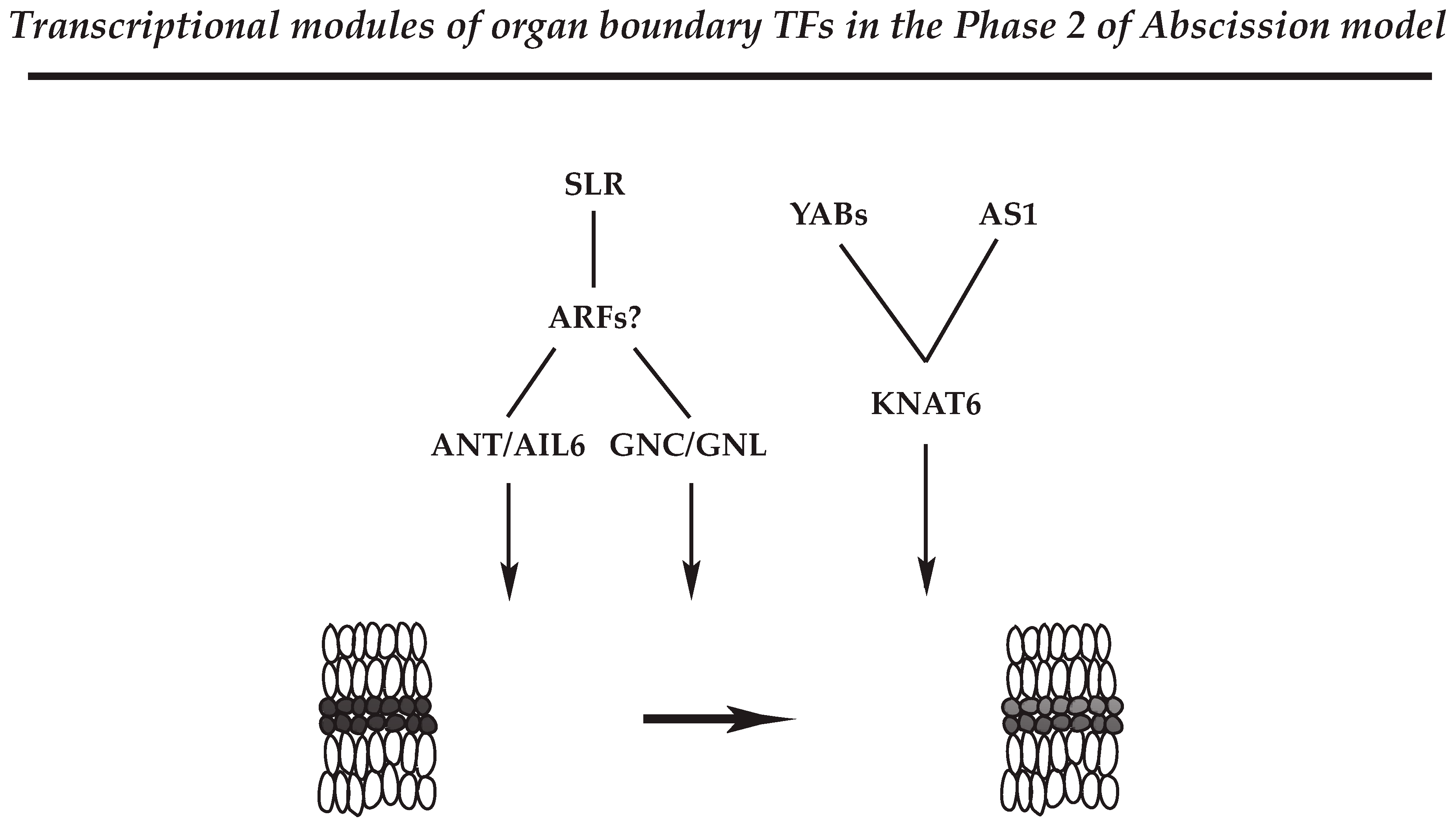 Plants Free Full Text Transcriptional Regulation Of Abscission