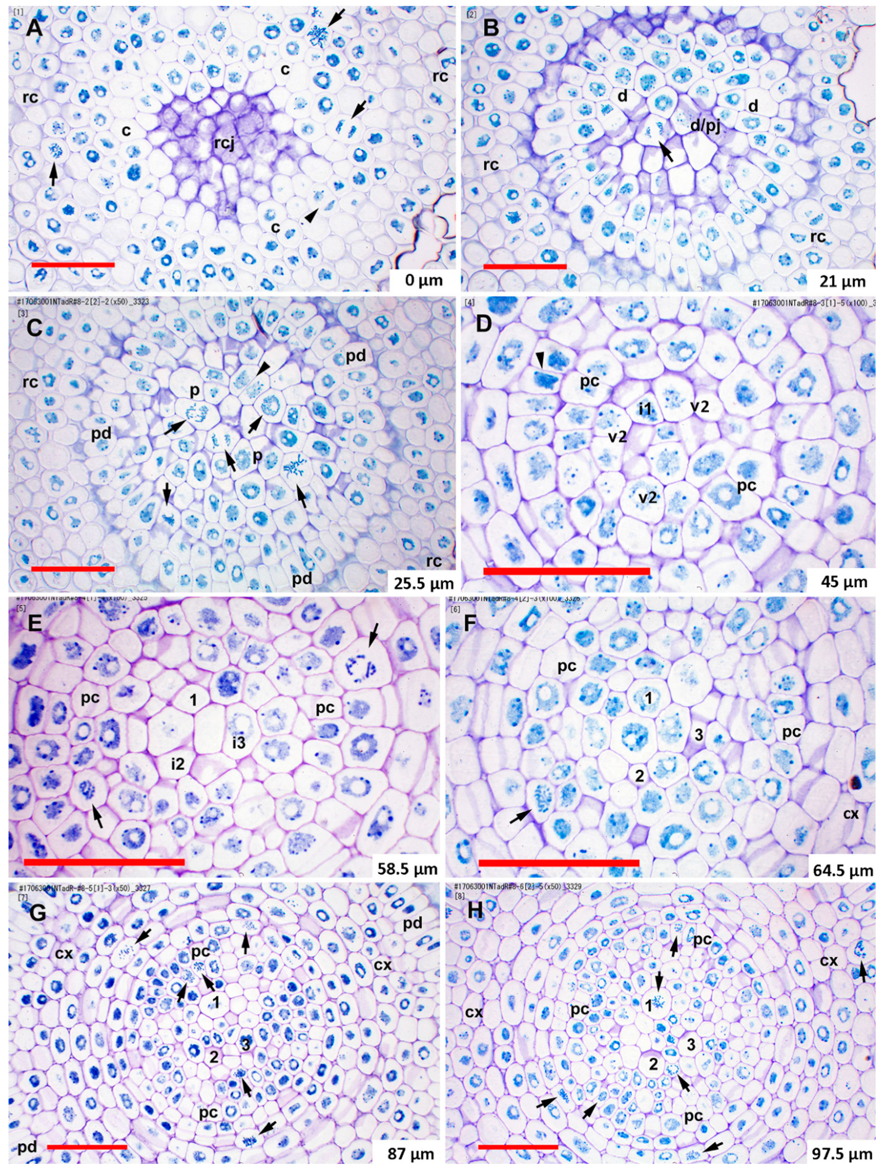 Plants 08 00162 g002 Plants 08 00162 g002