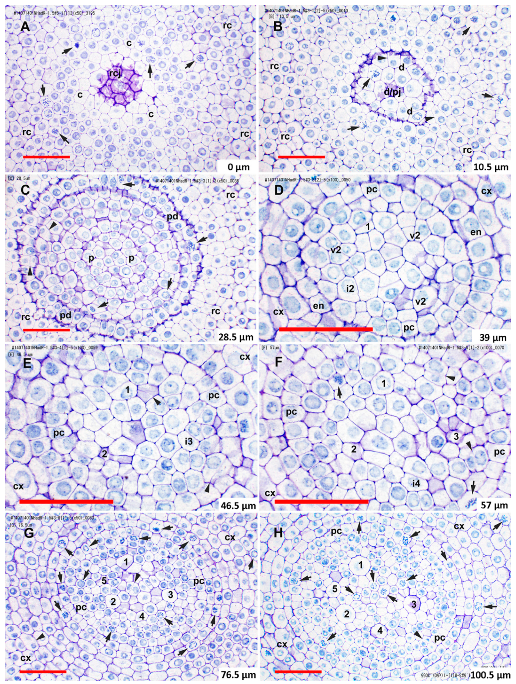Plants 08 00162 g003 Plants 08 00162 g003