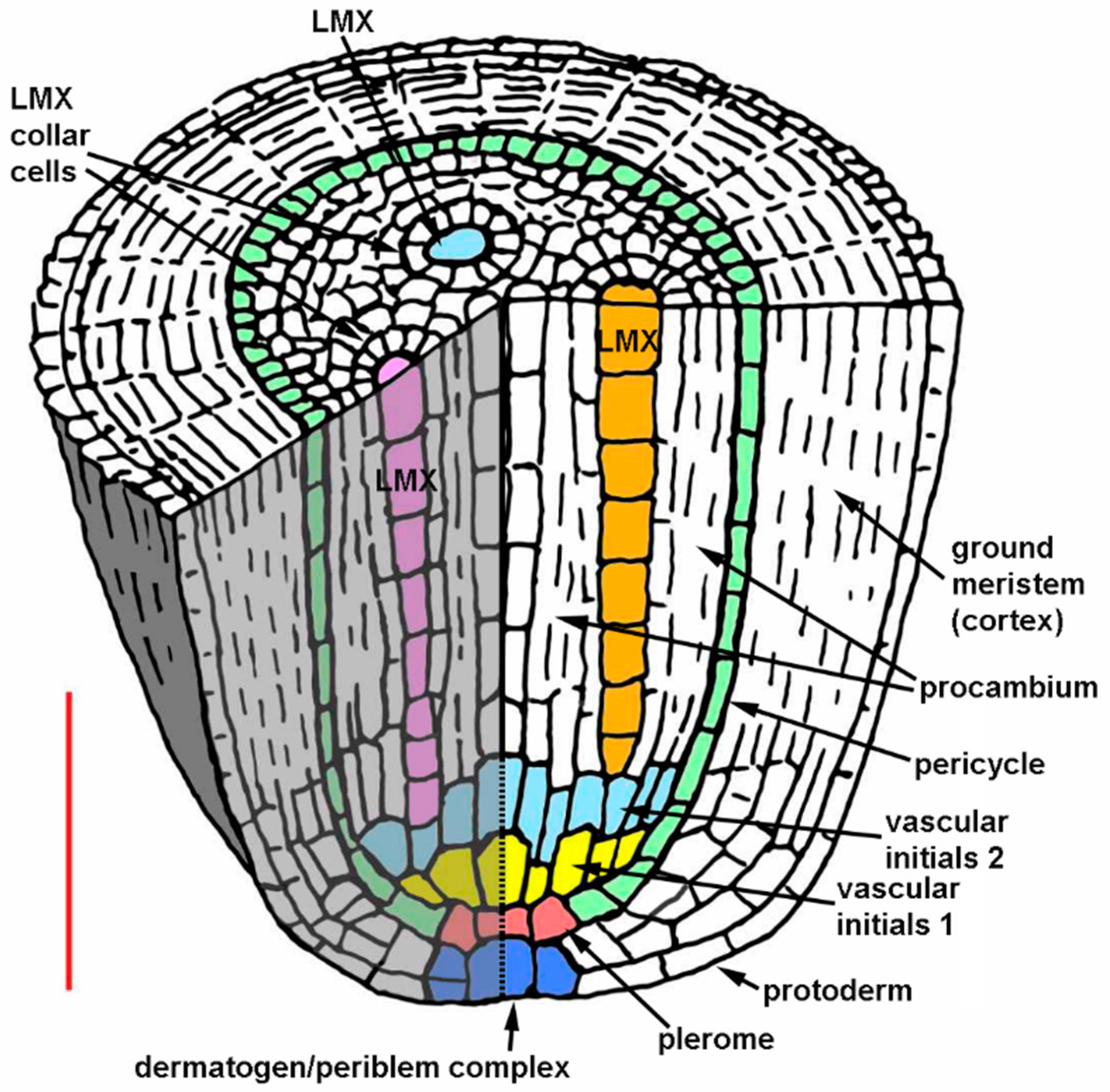 Plants 08 00162 g004 Plants 08 00162 g004