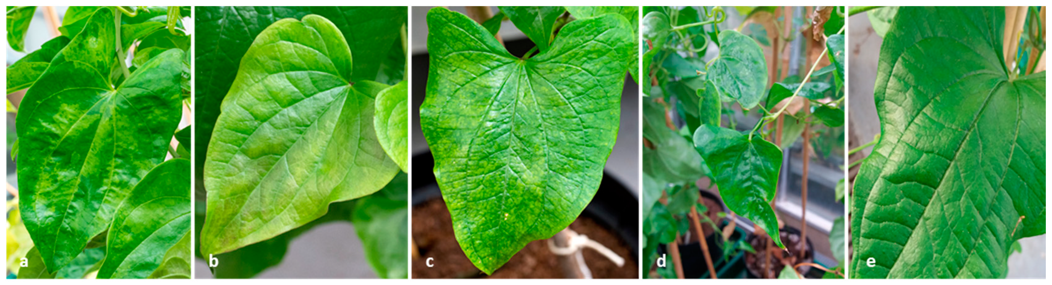 Plants 08 00167 g004 Plants 08 00167 g004