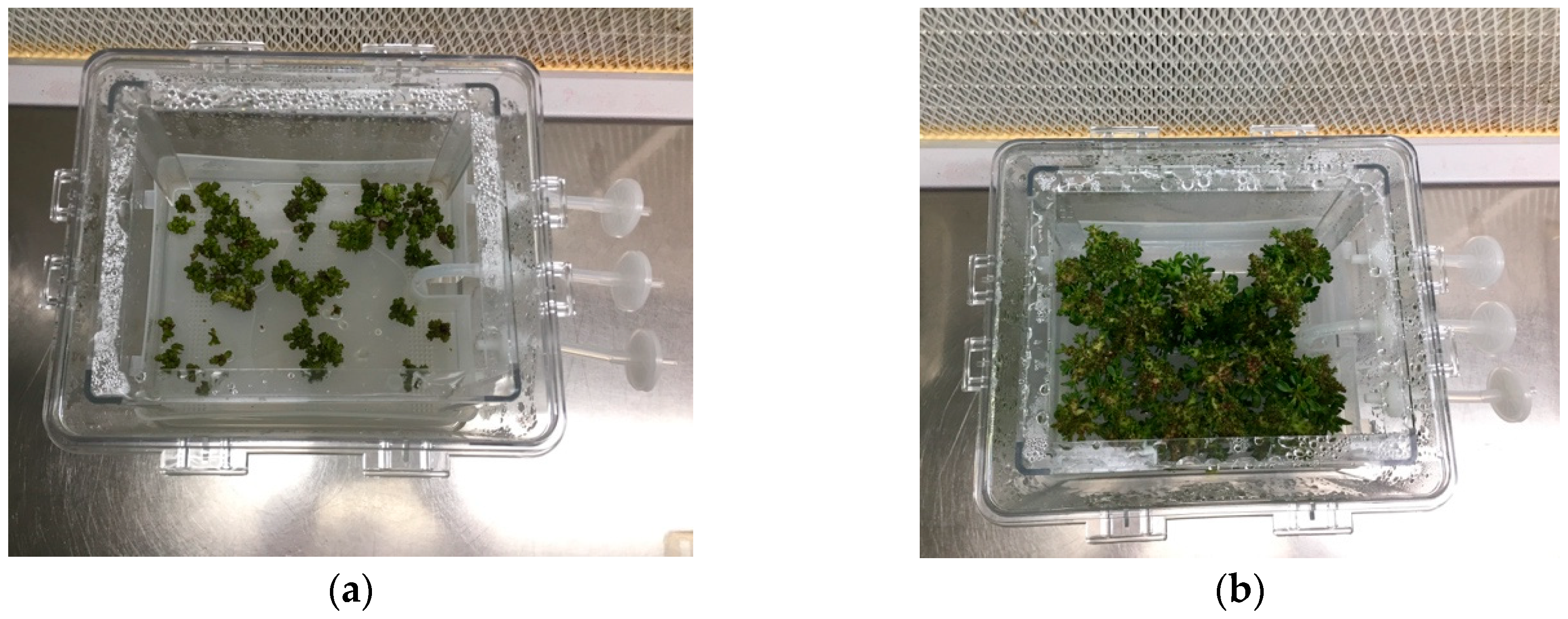 Plants 08 00177 g002 550