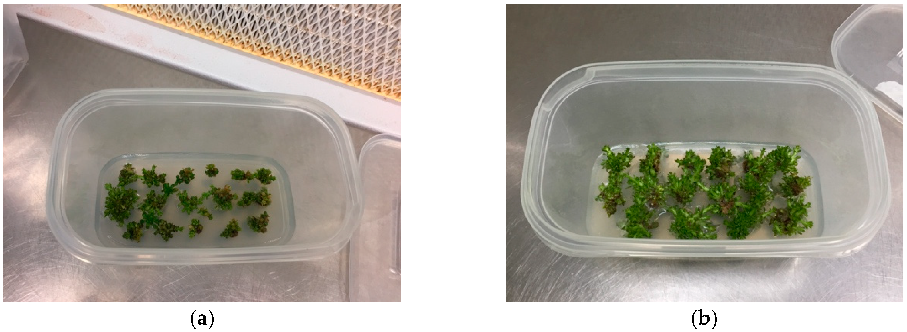 Plants 08 00177 g003 550