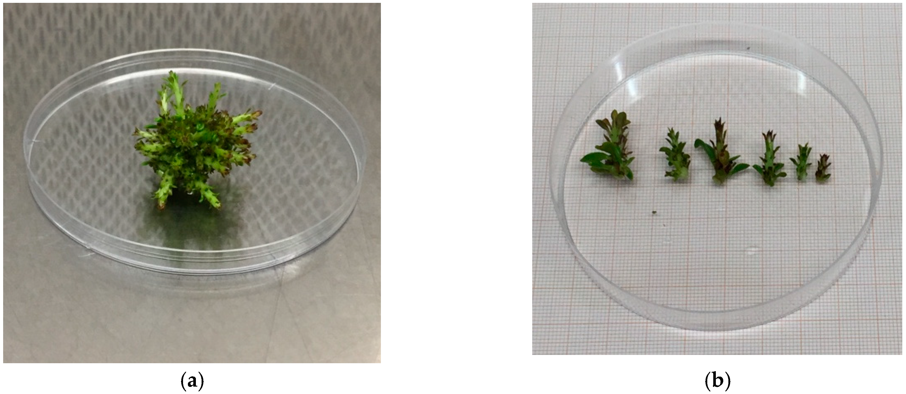 Plants 08 00177 g008 550