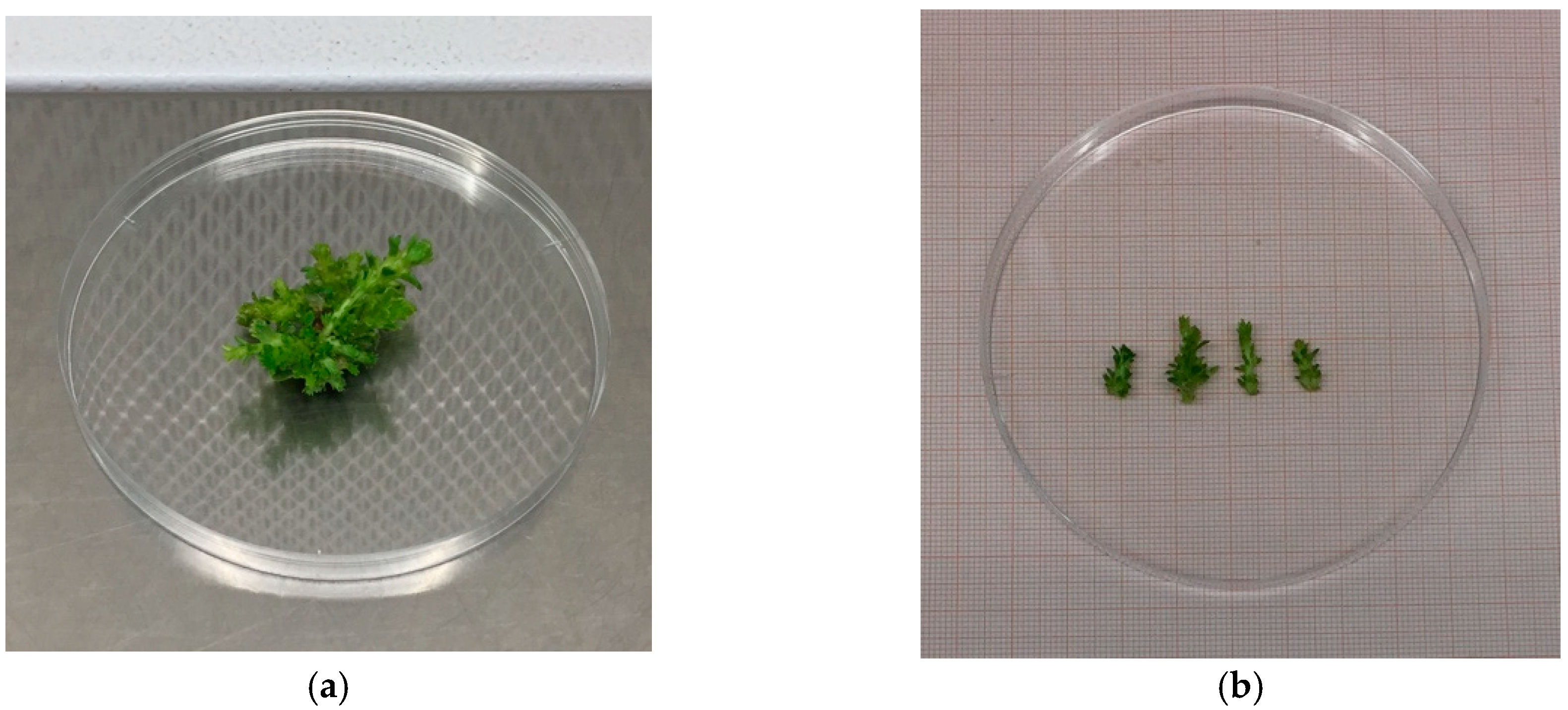 Plants 08 00177 g009 550