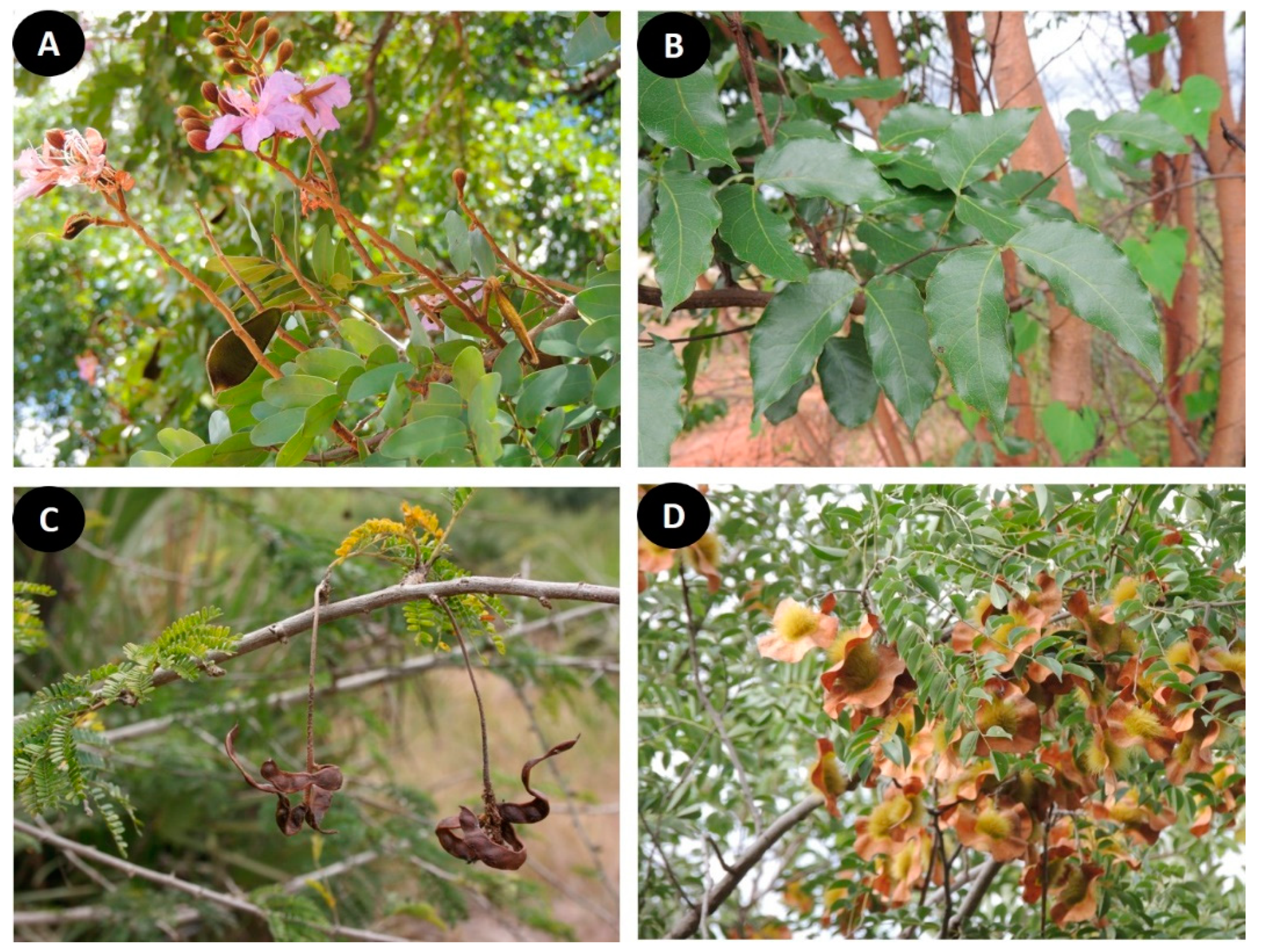 Plants 08 00182 g002