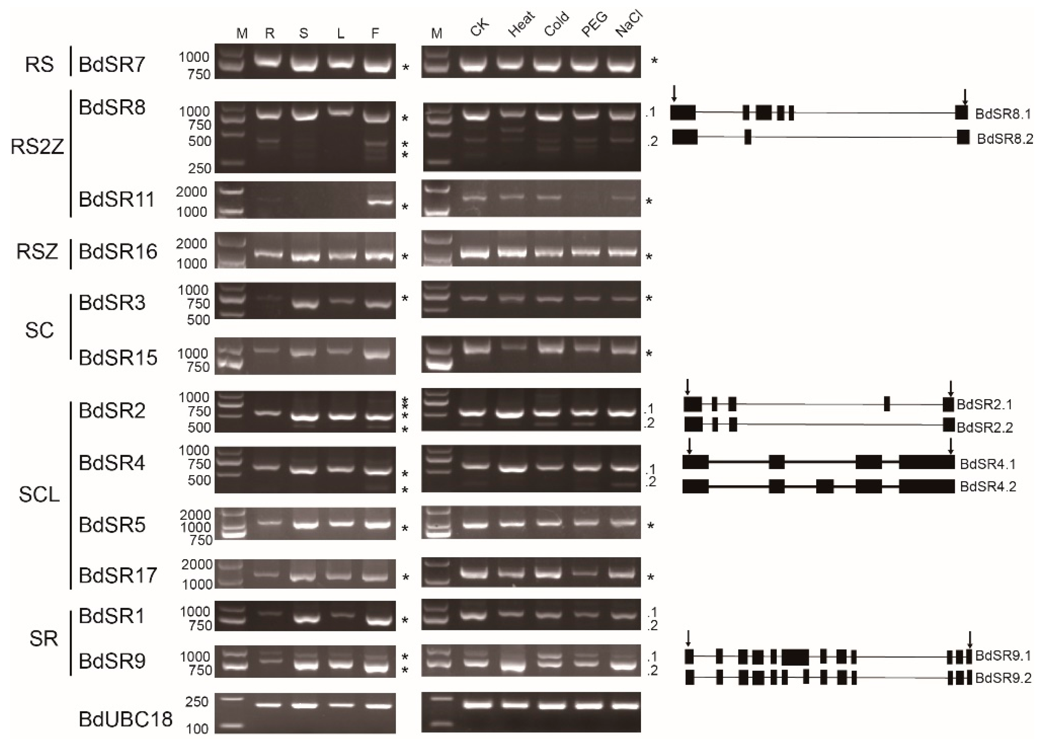 Plants 08 00188 g007 Plants 08 00188 g007