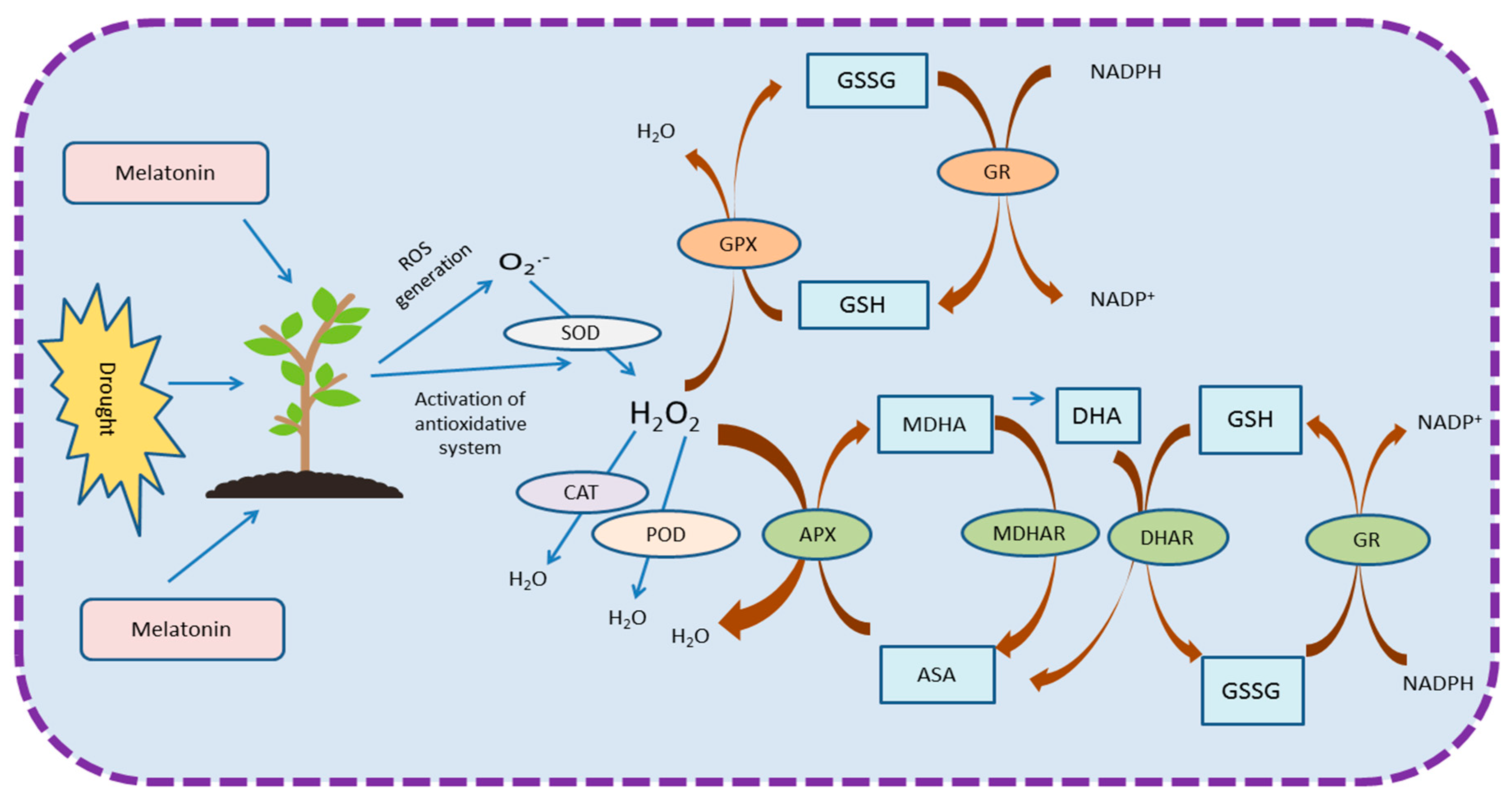 Plants 08 00190 g002