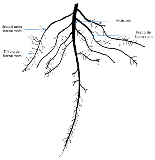 Plants Special Issue Root Development