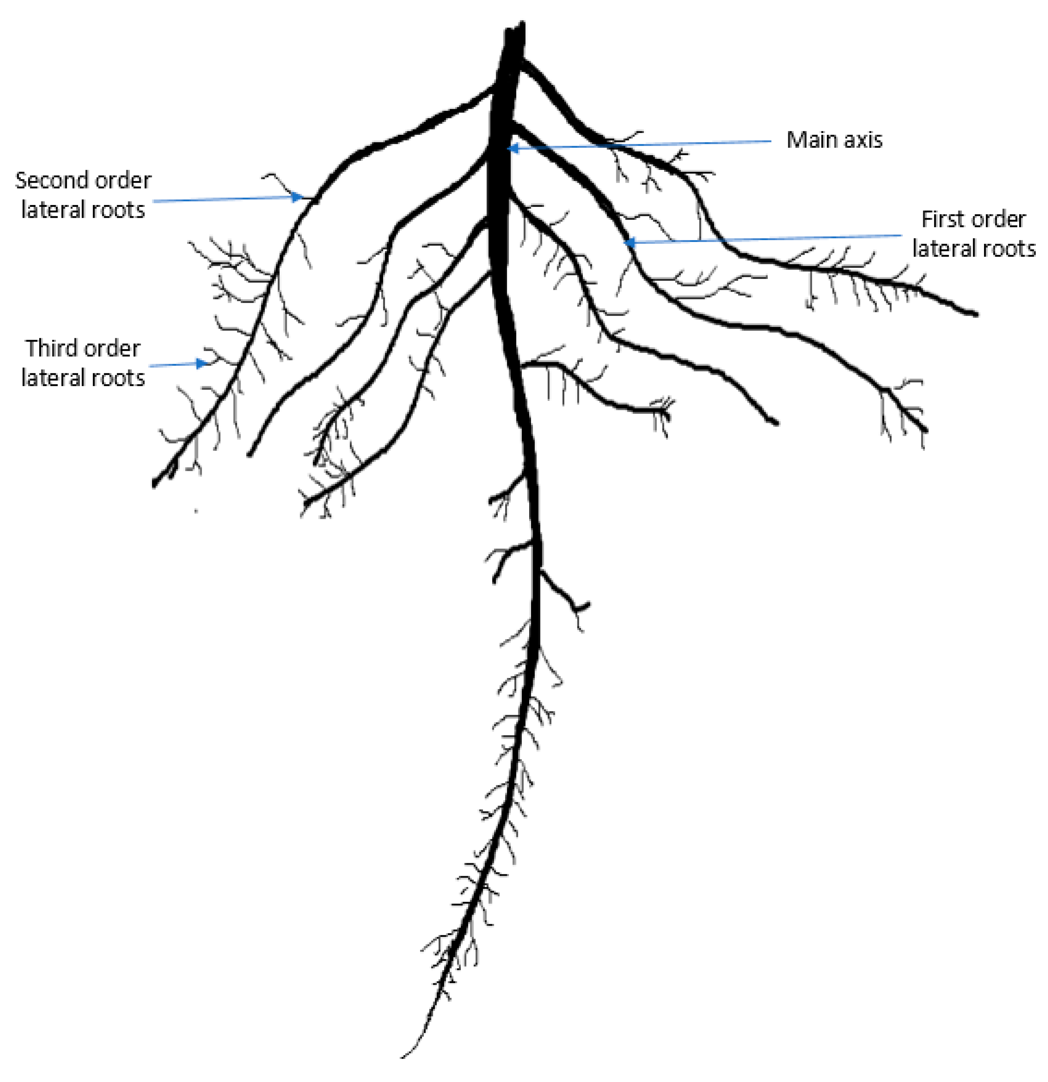 Learn Characteristics and Types of Roots in 4 minutes