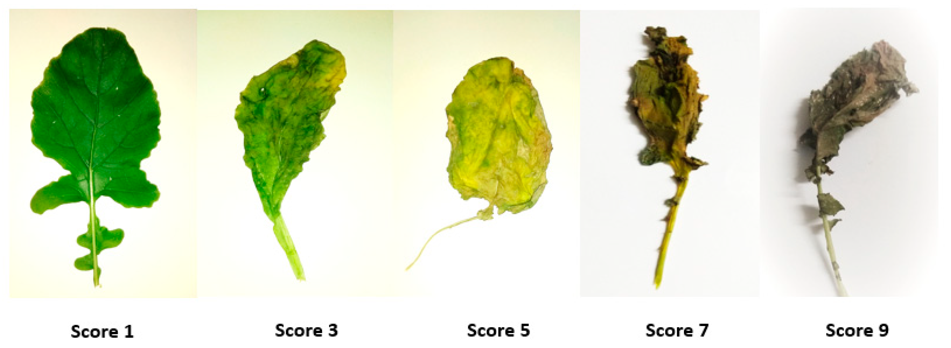 Plants 08 00192 g002