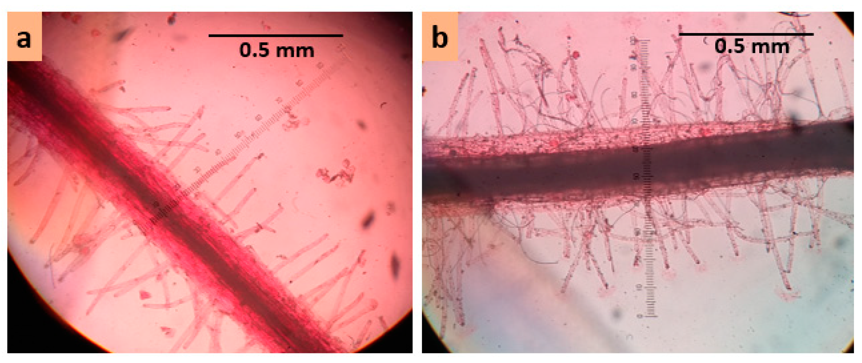 Plants 08 00192 g003