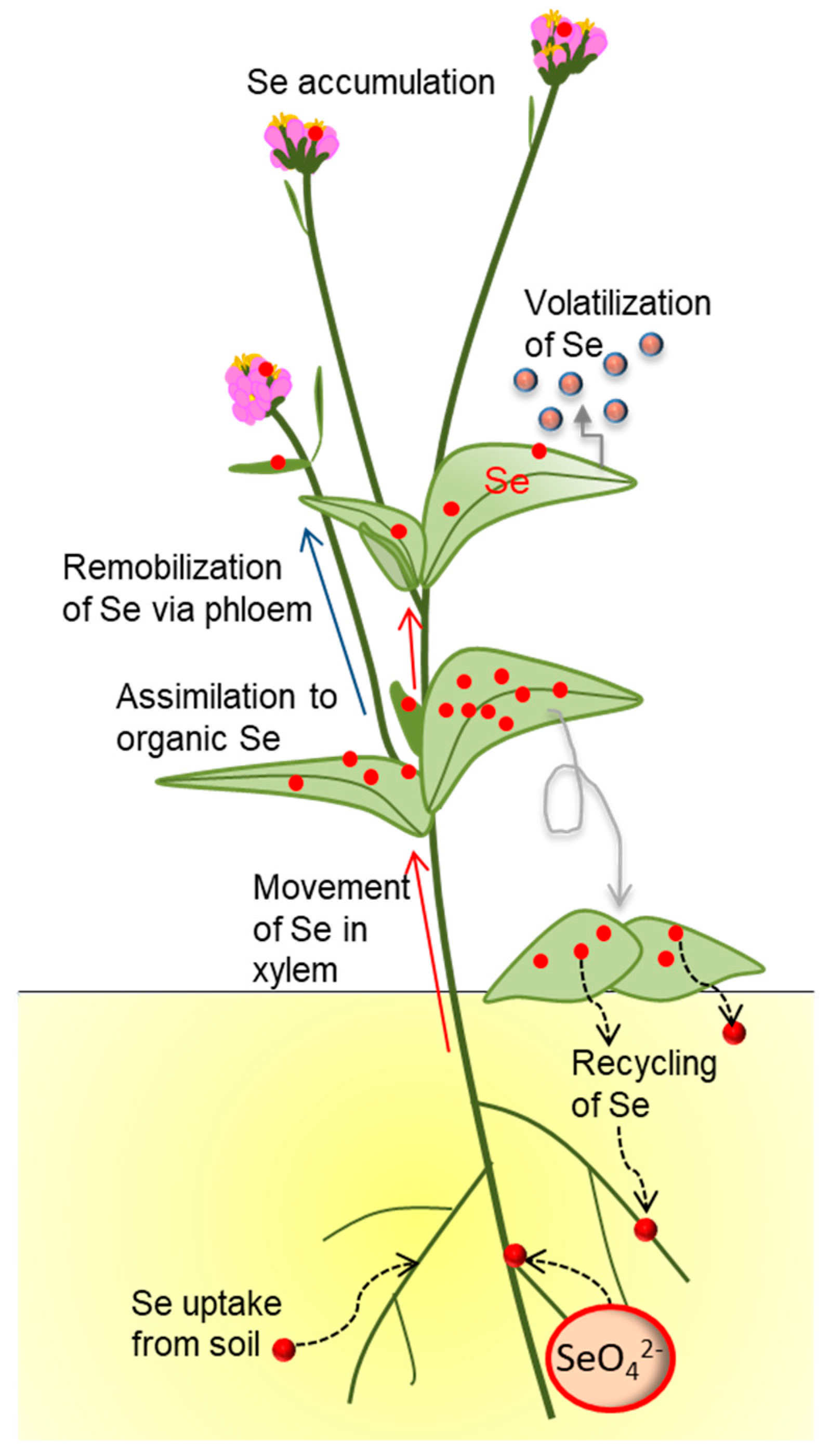 Plants 08 00197 g001 Plants 08 00197 g001