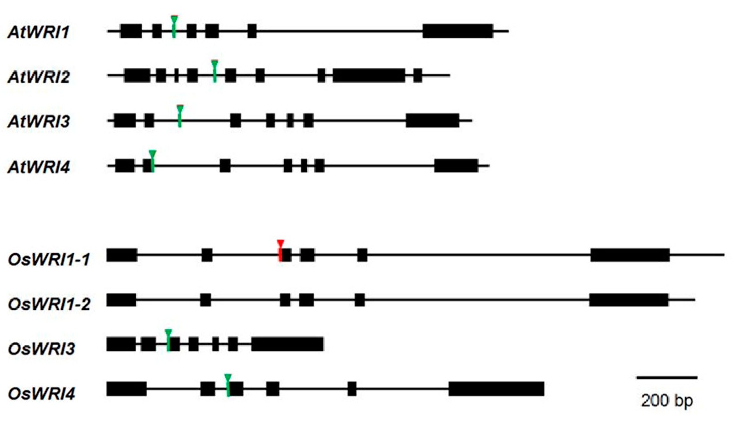 Plants 08 00207 g004 Plants 08 00207 g004