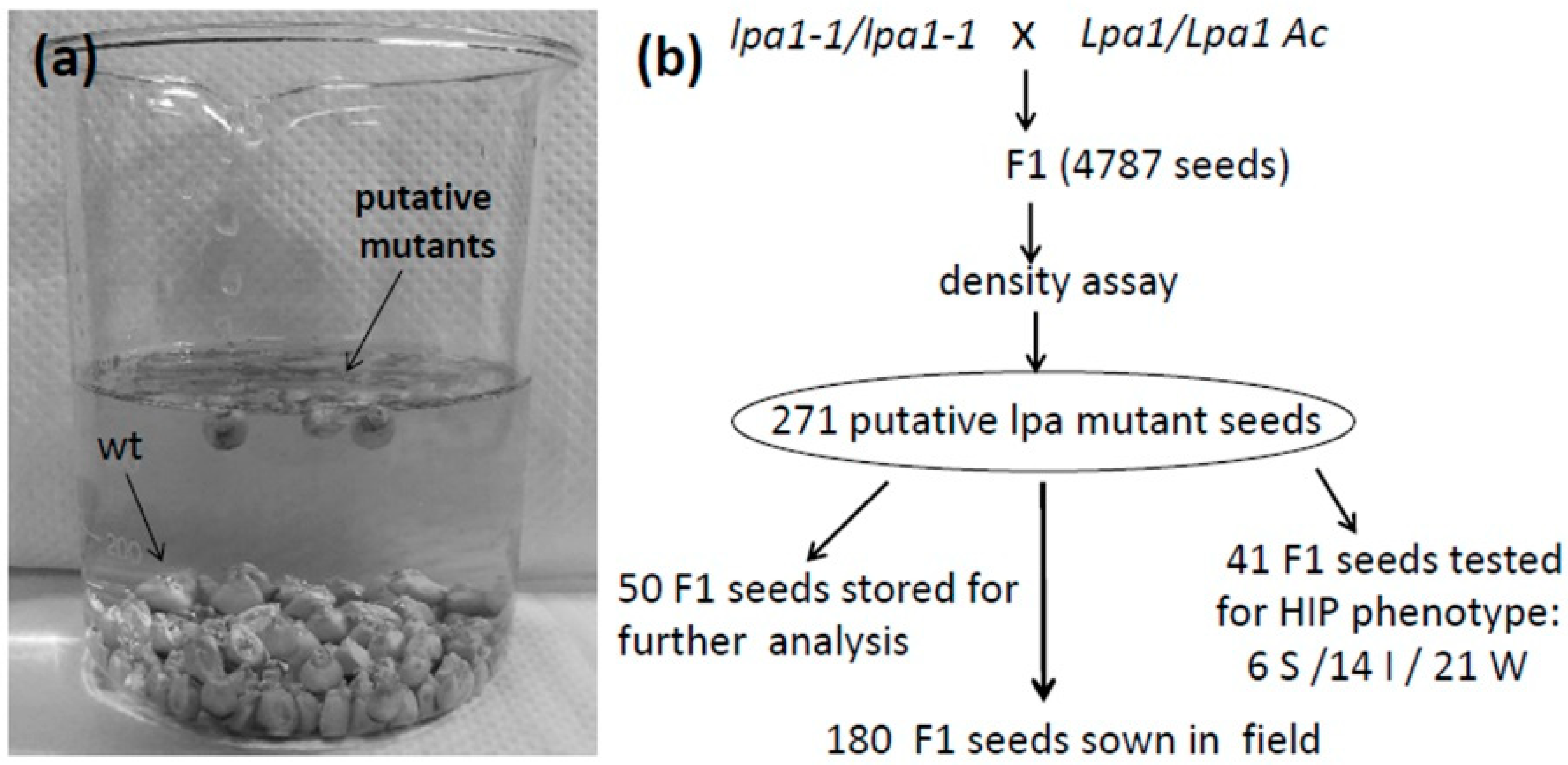 Plants 08 00209 g002