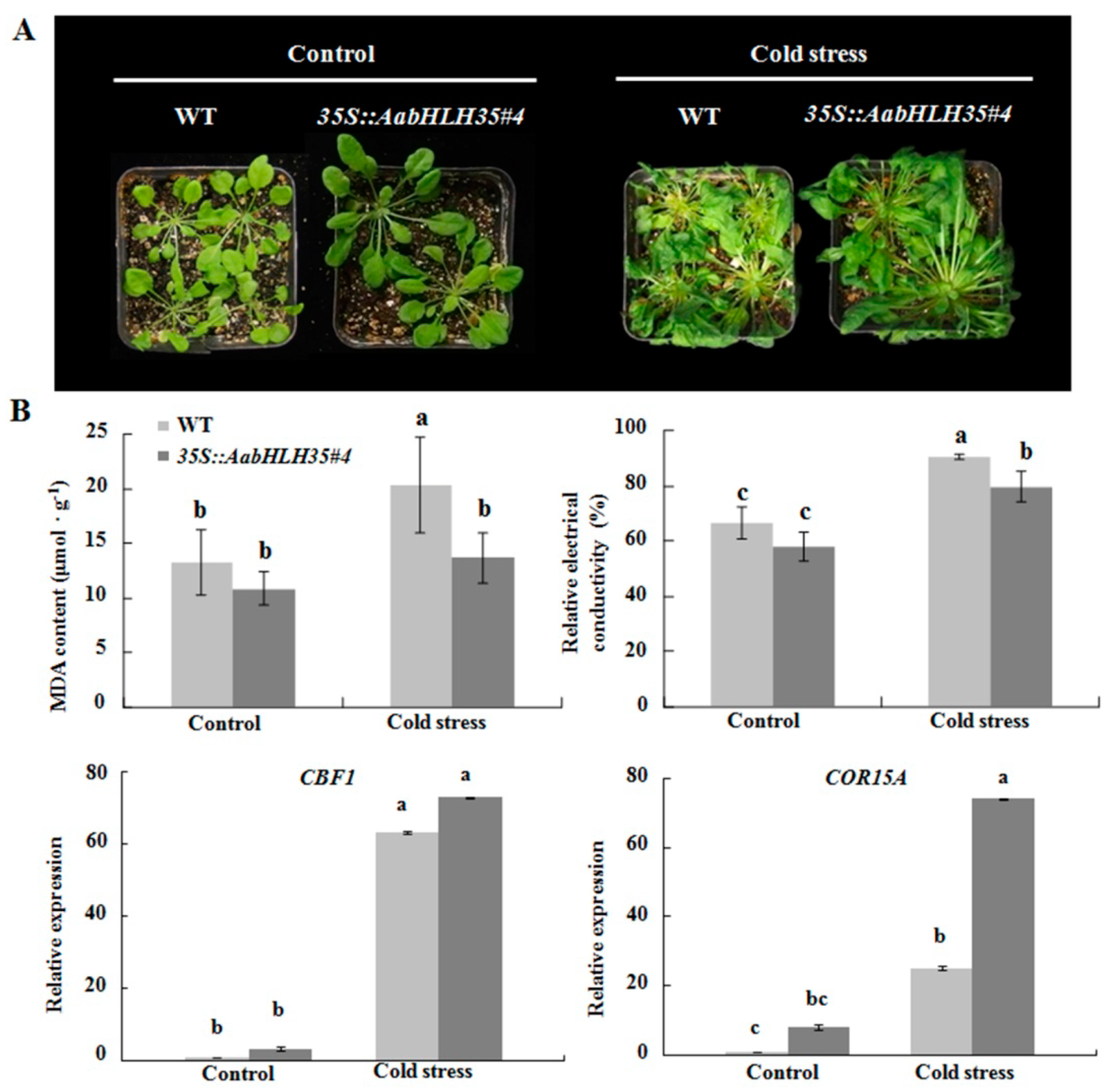 Plants 08 00216 g004 Plants 08 00216 g004