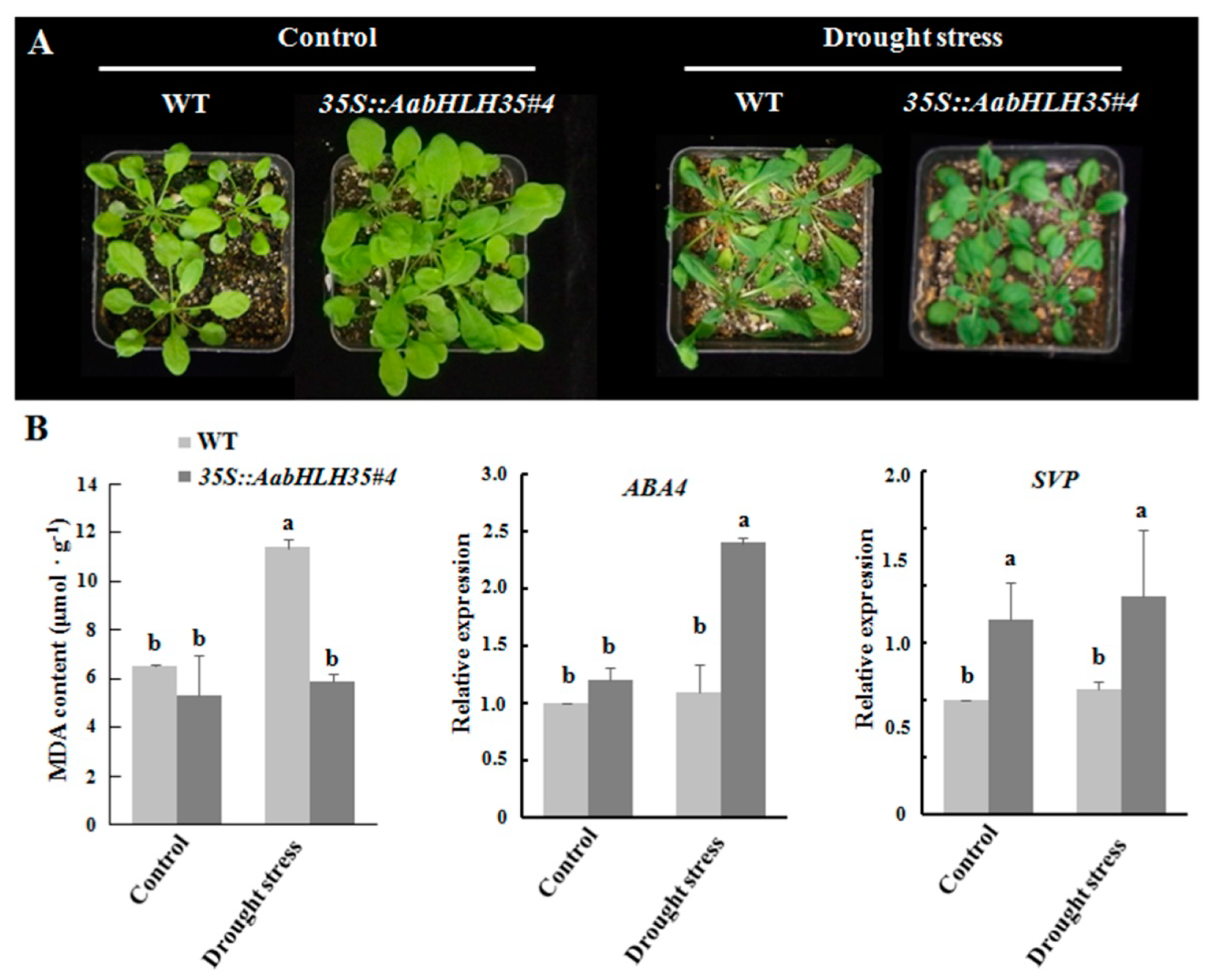 Plants 08 00216 g005 Plants 08 00216 g005