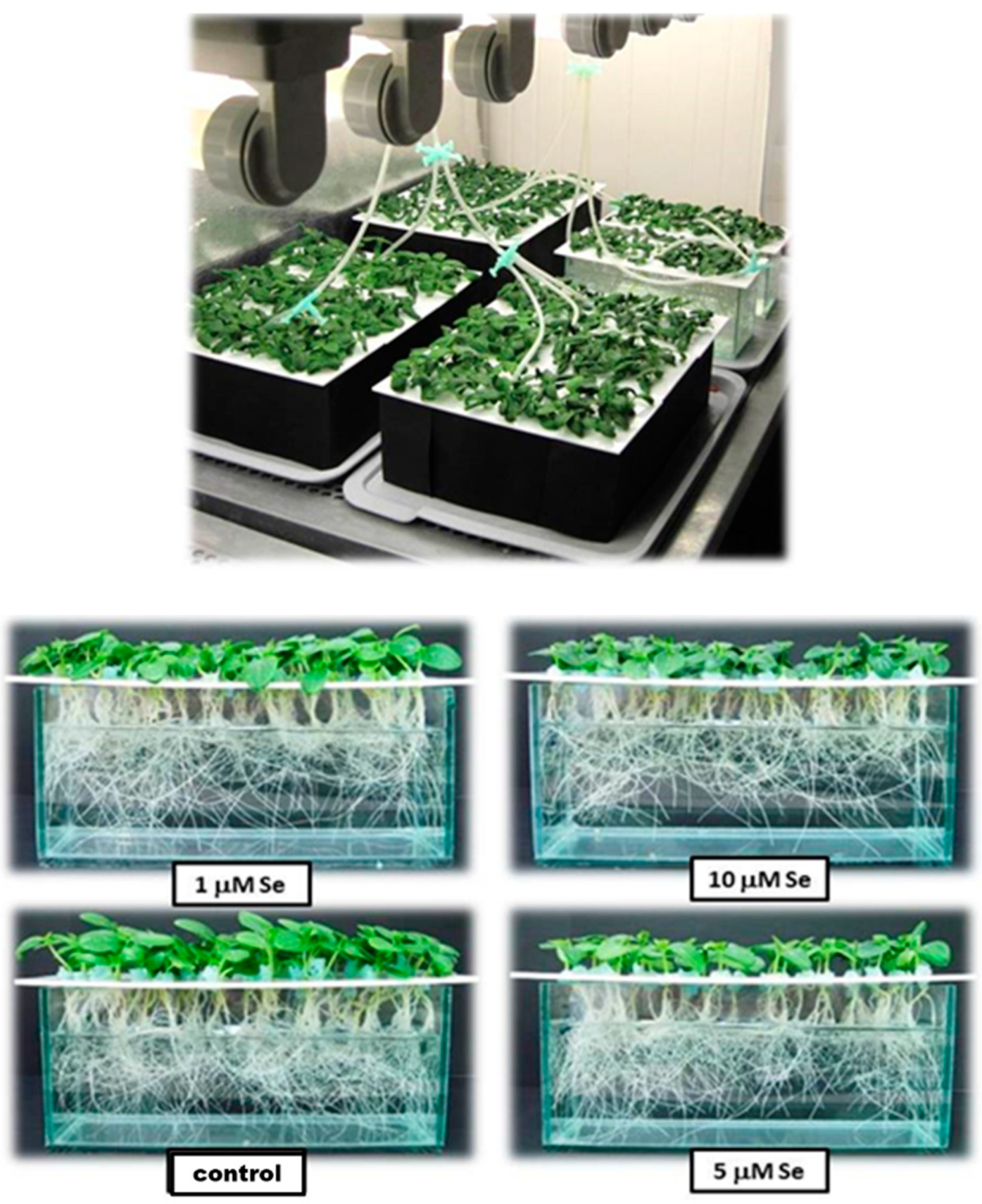 Plants 08 00217 g011 Plants 08 00217 g011