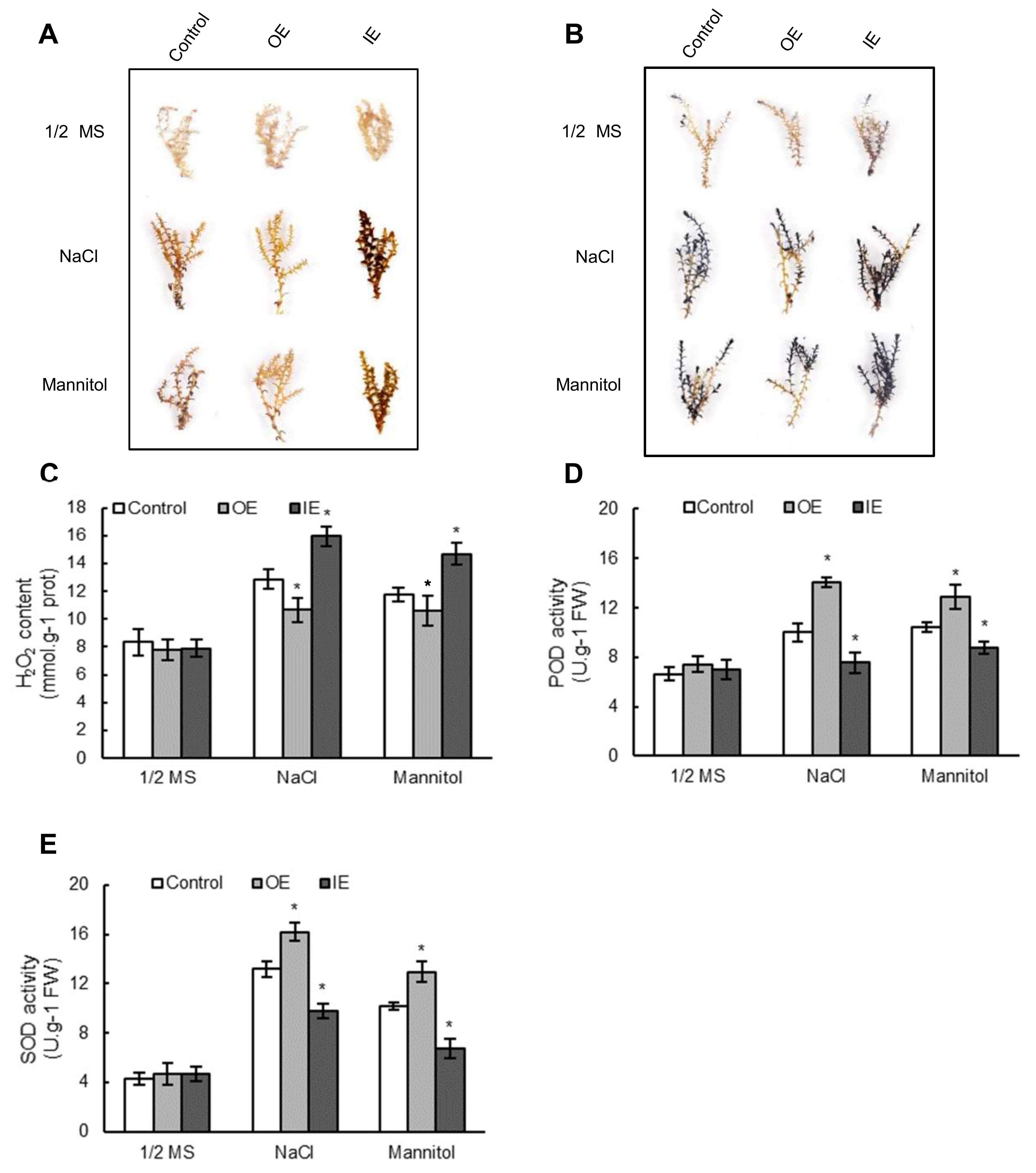 Plants 08 00221 g005