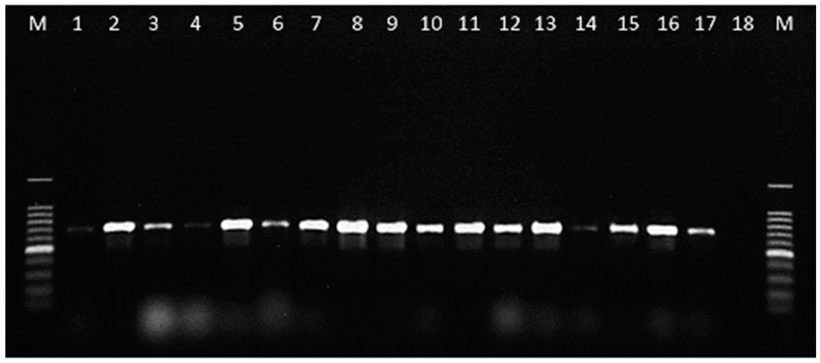 Plants 08 00222 g002