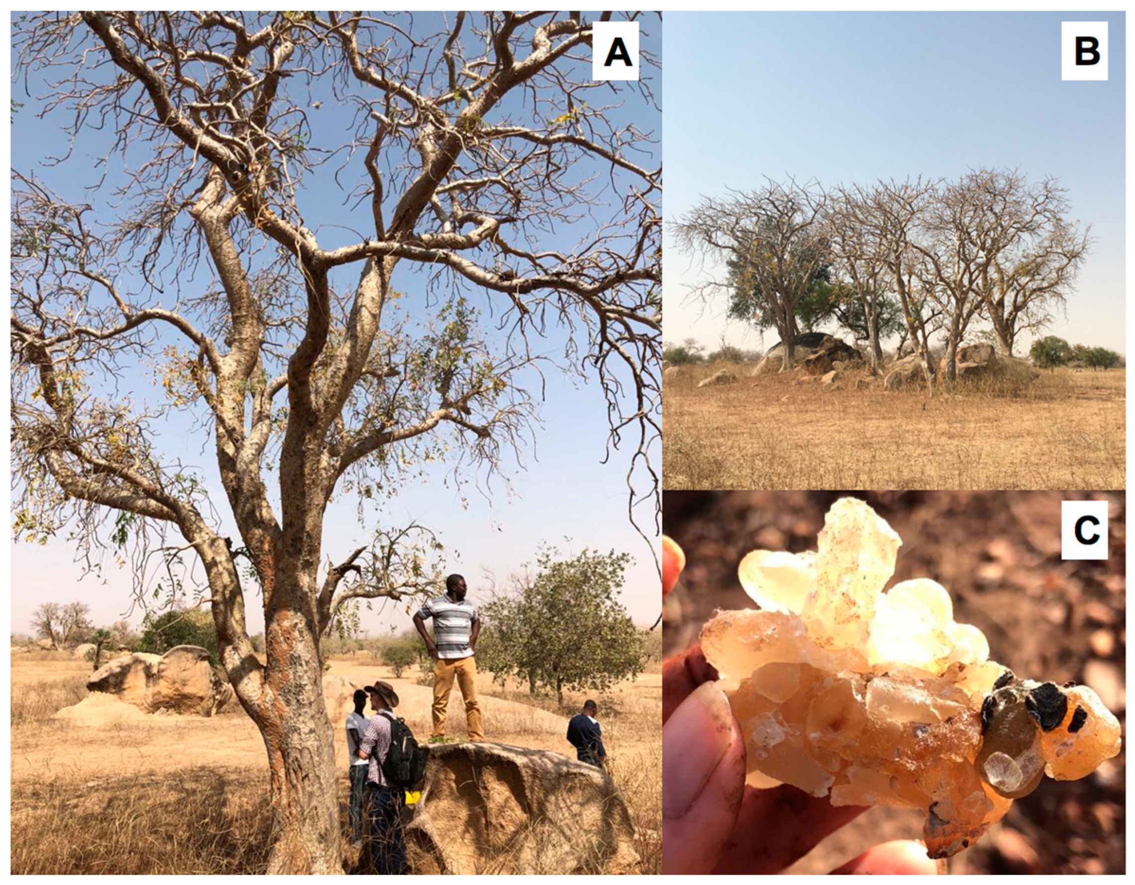 Plants 08 00223 g001 550