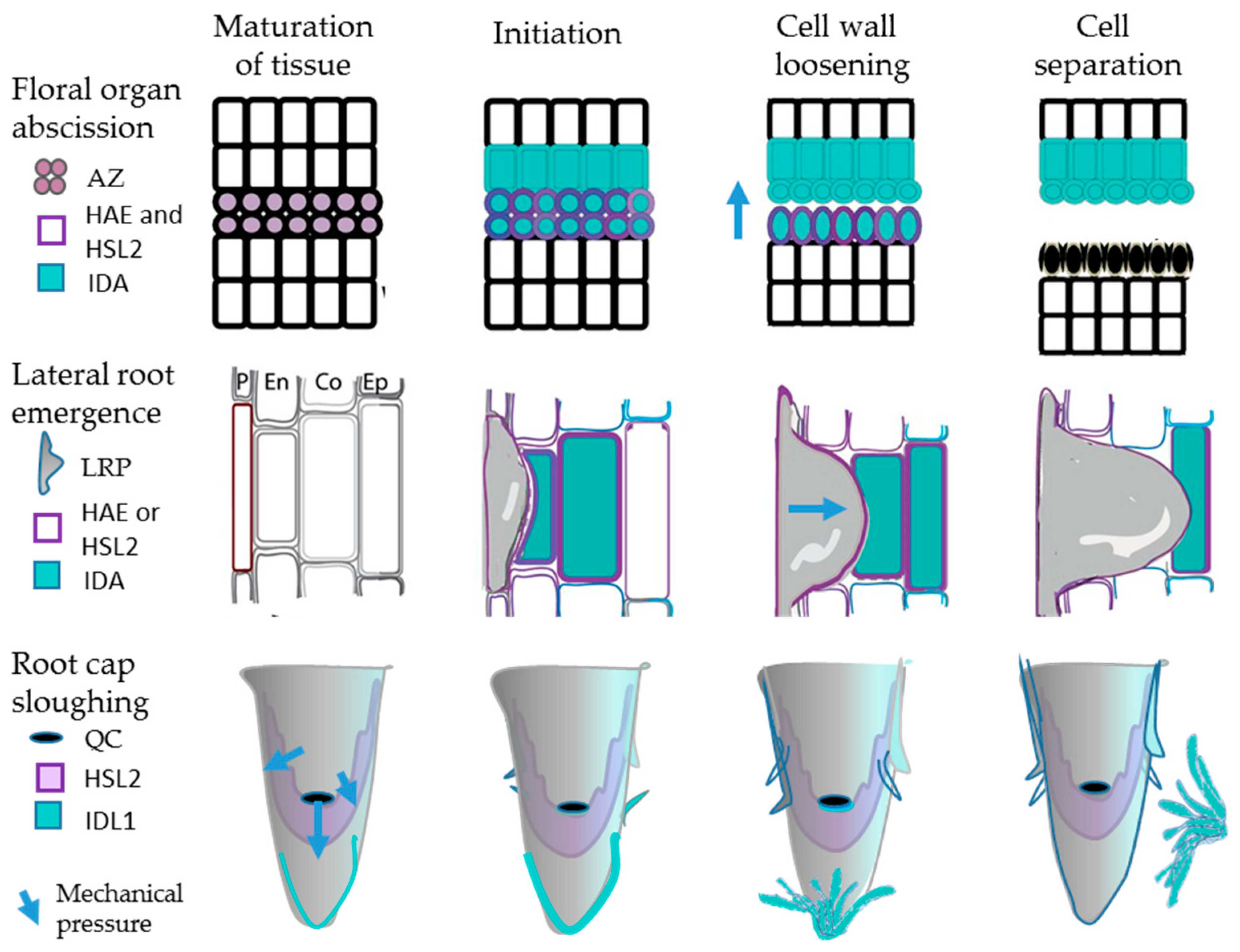 Plants | Free Full-Text | Control of Organ Abscission and ...