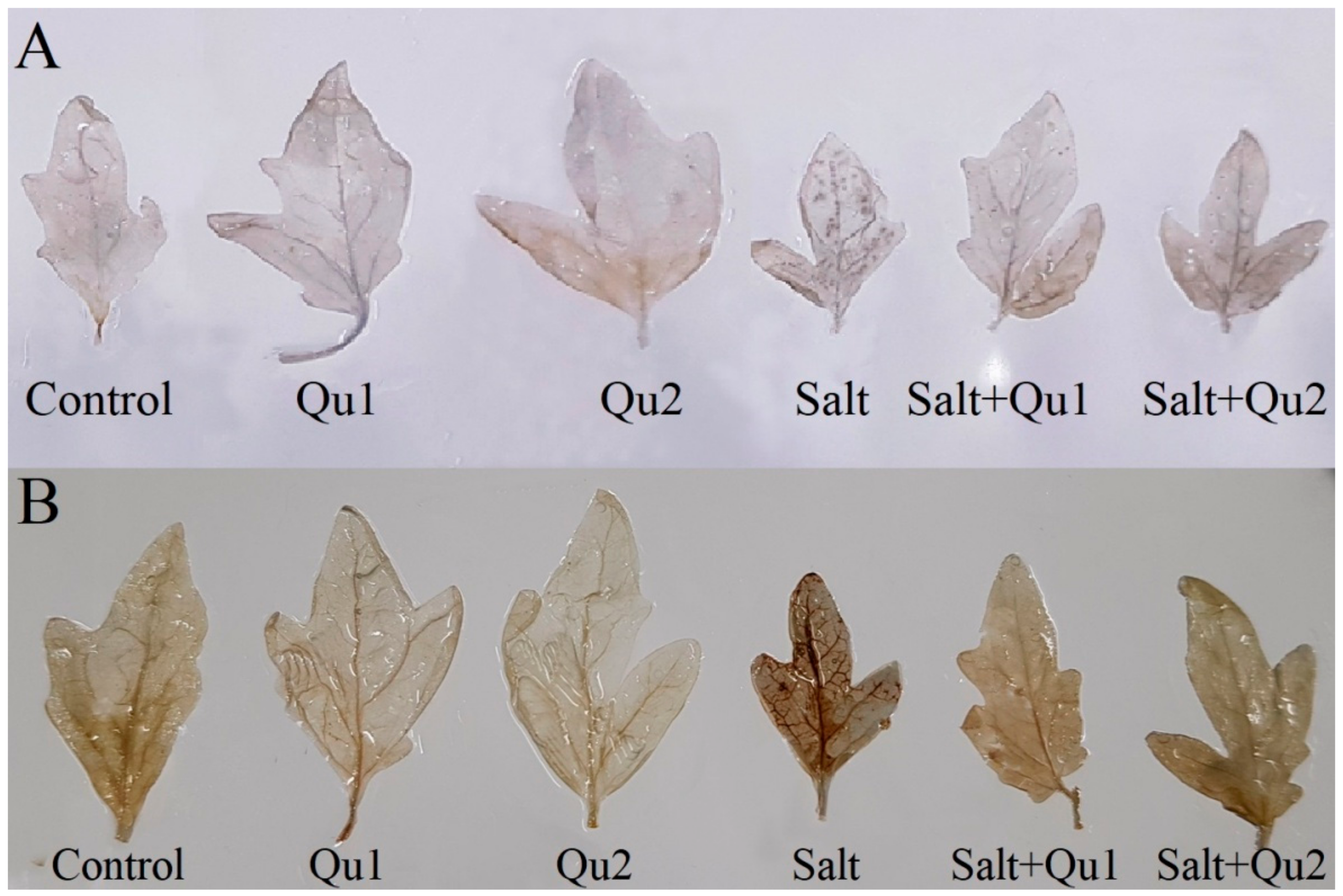 Quercetin Mediated Salt Tolerance in Tomato through the Enhancement of