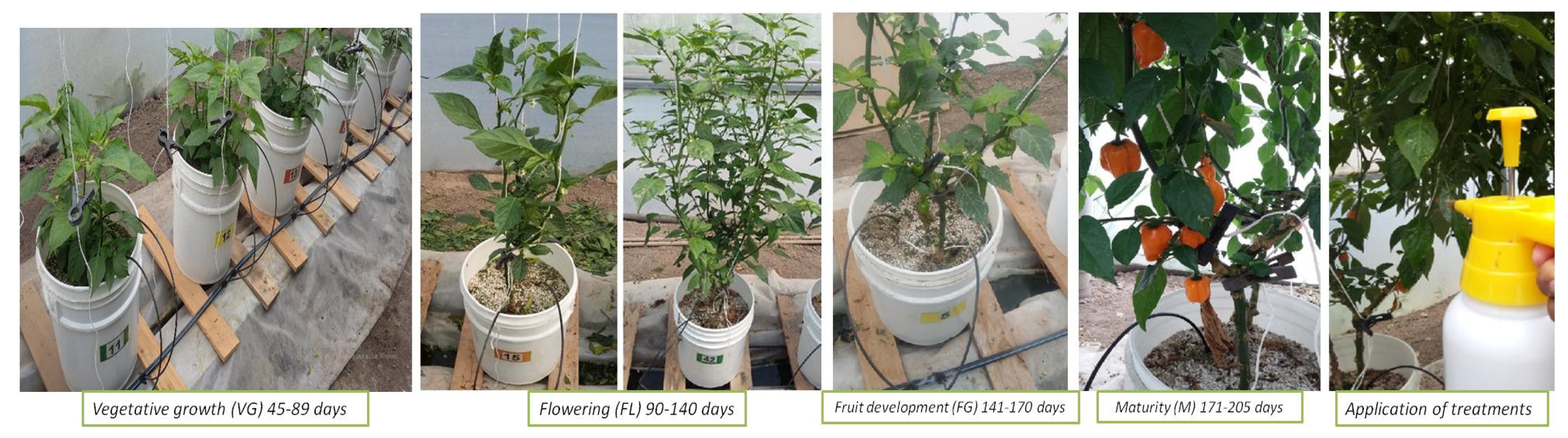 Plants 08 00254 g001