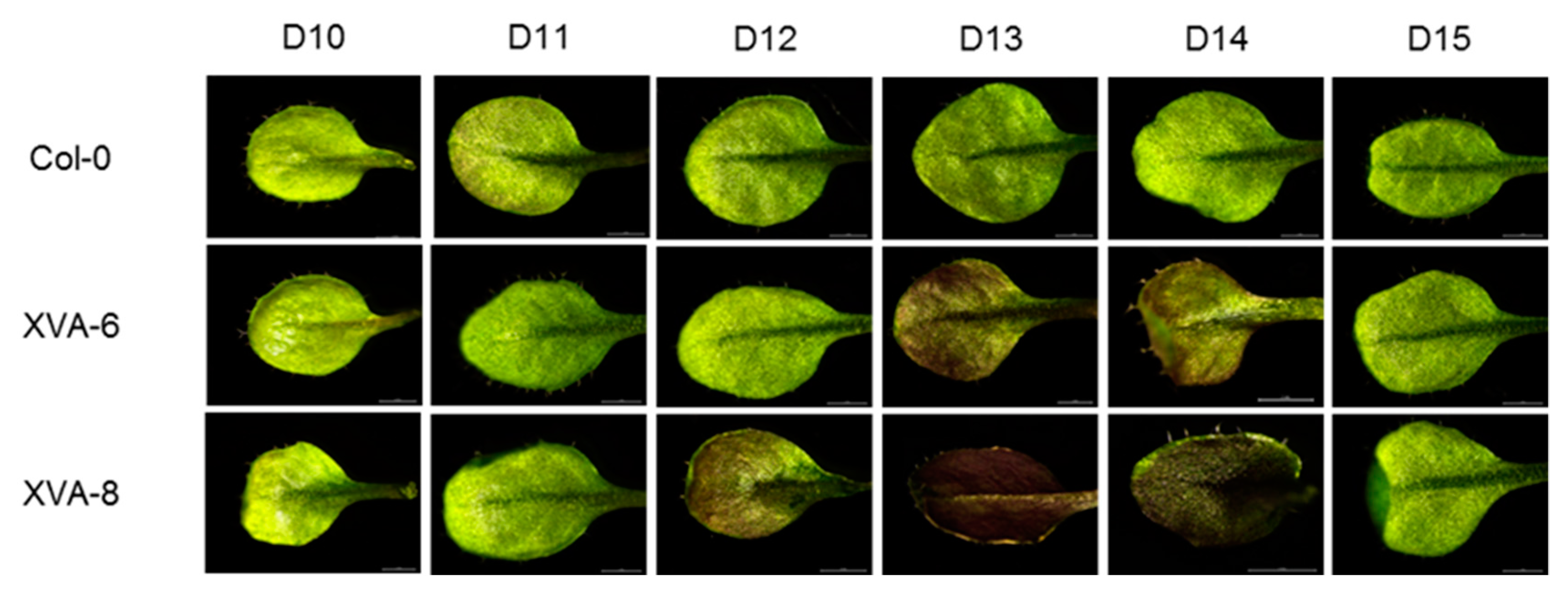 Plants 08 00266 g003