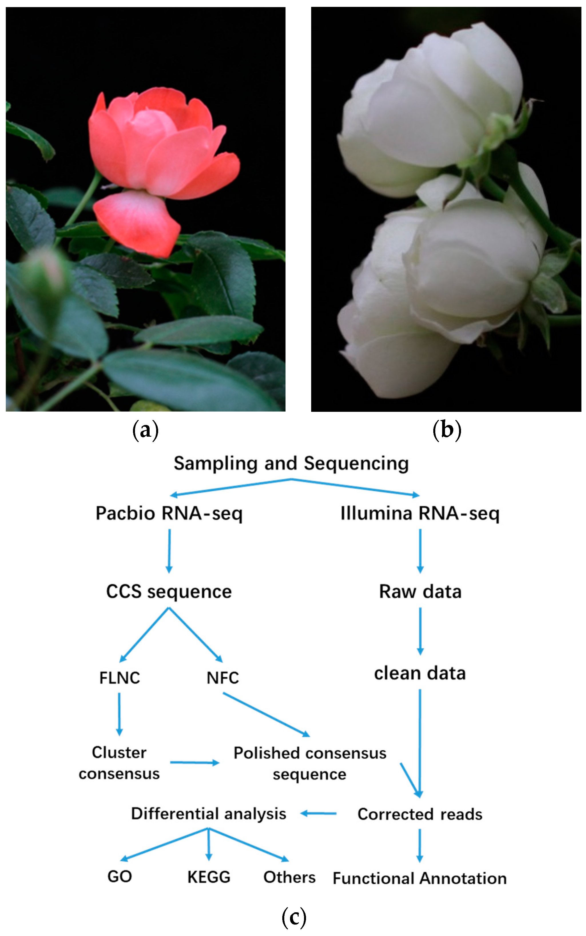 Plants Free Full Text Hybrid Transcriptome Sequencing And Associated Metabolite Analysis Reveal Putative Genes Involved In Flower Color Difference In Rose Mutants Html Plants Free Full Text Hybrid Transcriptome Sequencing And Associated Metabolite Analysis Reveal Putative Genes Involved In Flower Color Difference In Rose Mutants Html