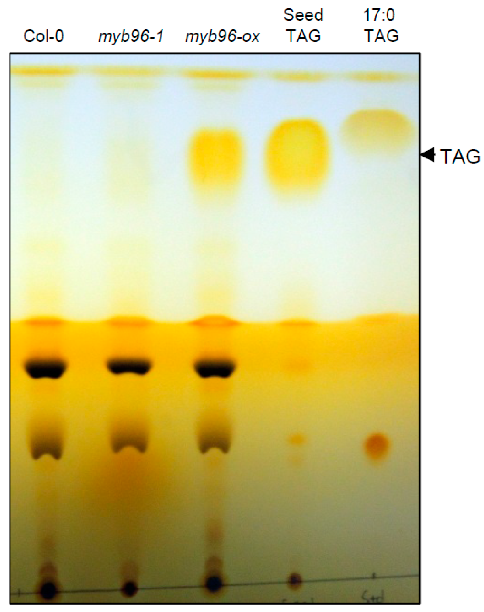 Plants 08 00296 g001 Plants 08 00296 g001