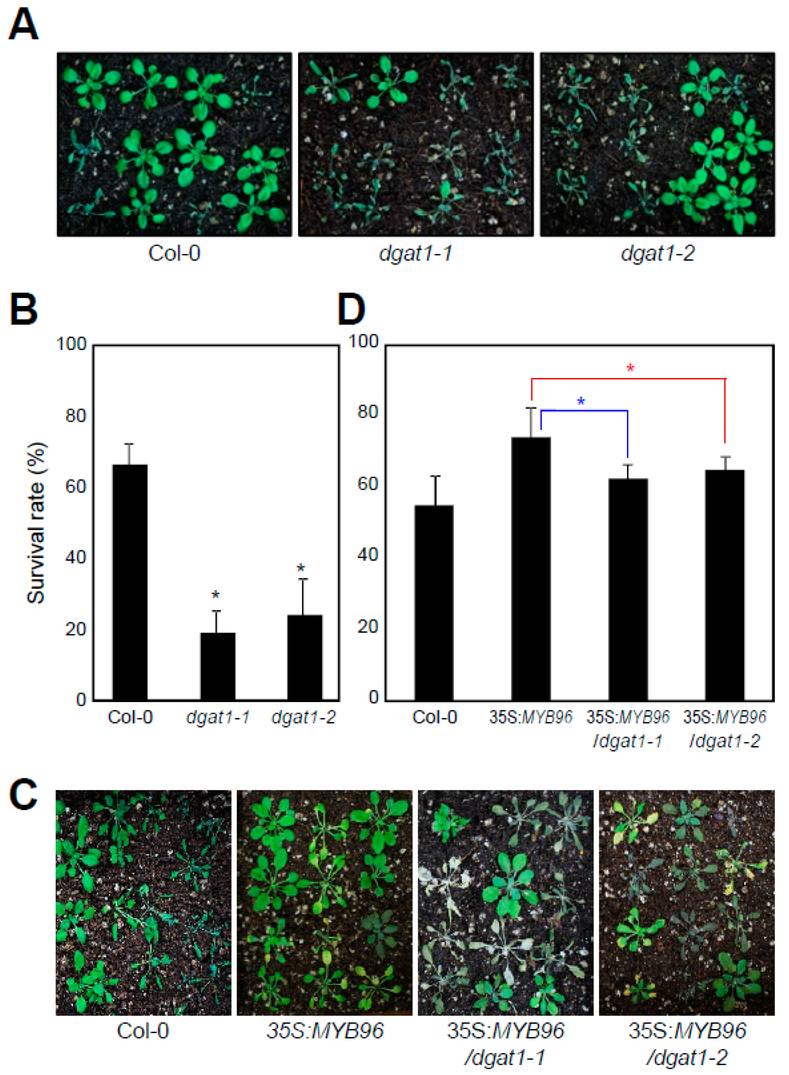 Plants 08 00296 g004 Plants 08 00296 g004