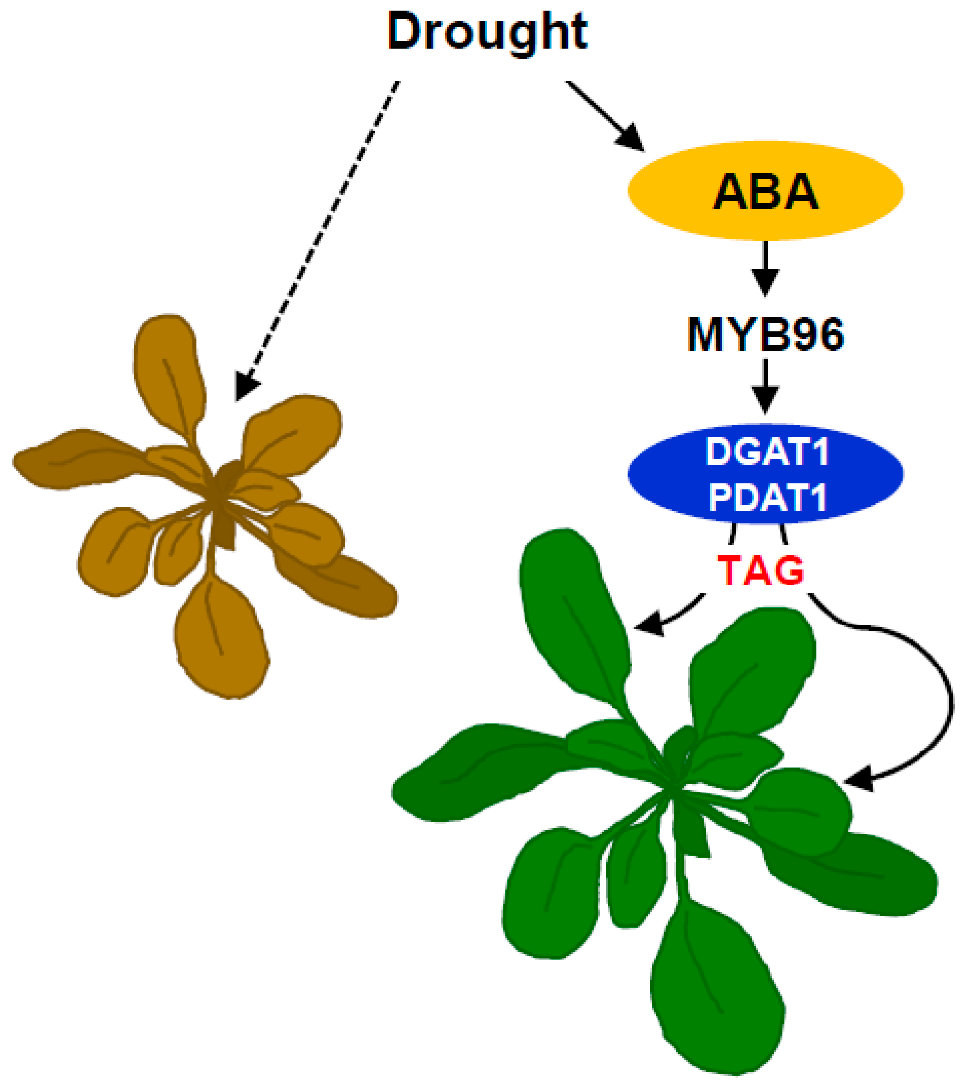 Plants 08 00296 g005 Plants 08 00296 g005